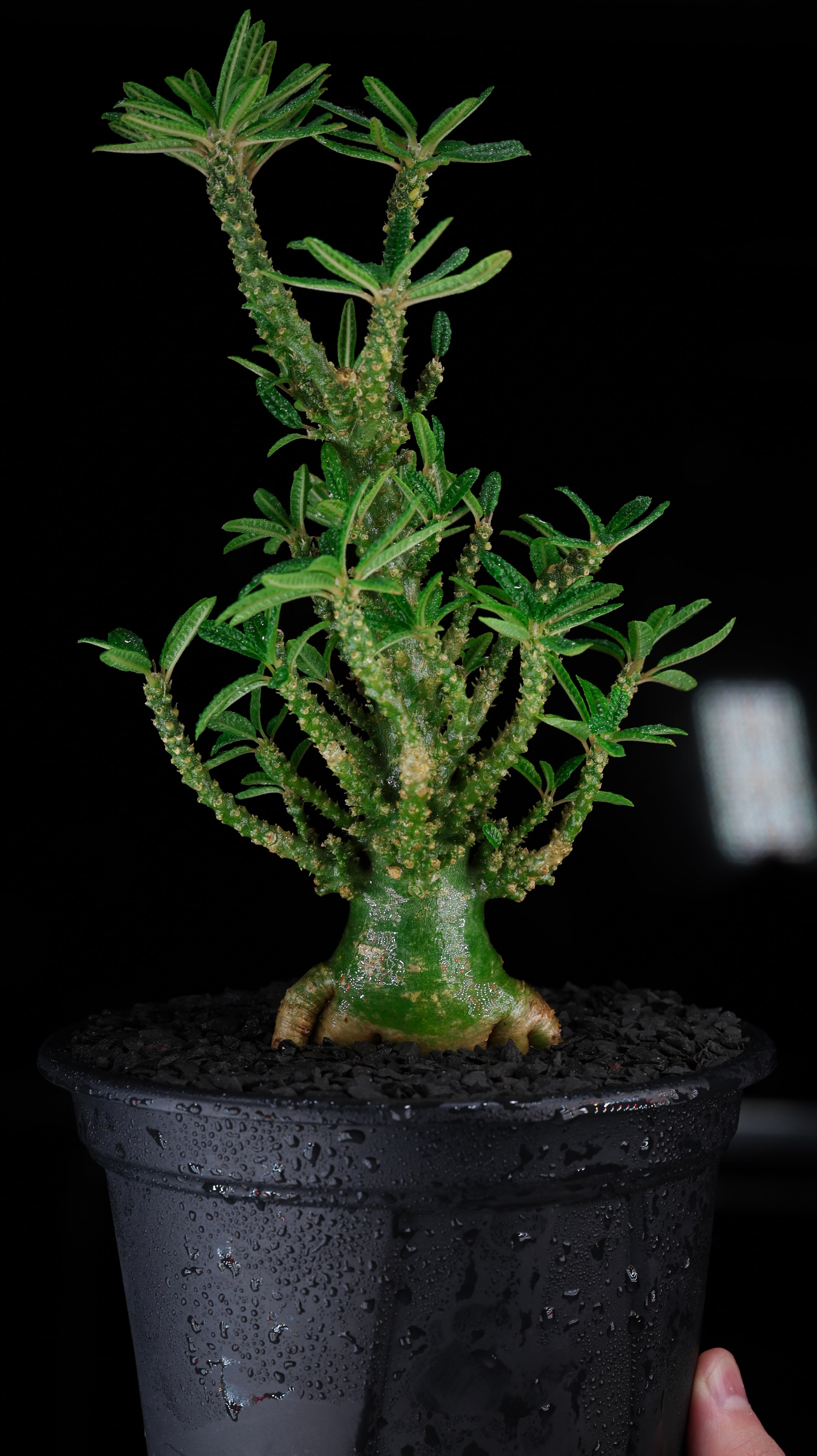 KAMUI PLANTS LABO