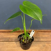 【新着3日限定10%OFF】【JN】モンステラ デリシオーサ コンパクタ【135】