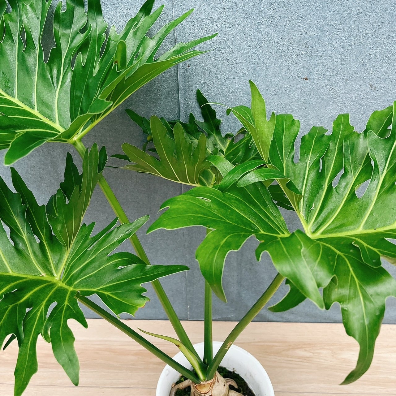 現品］H フィロデンドロン セローム 幹上がり 6号 観葉植物 室内
