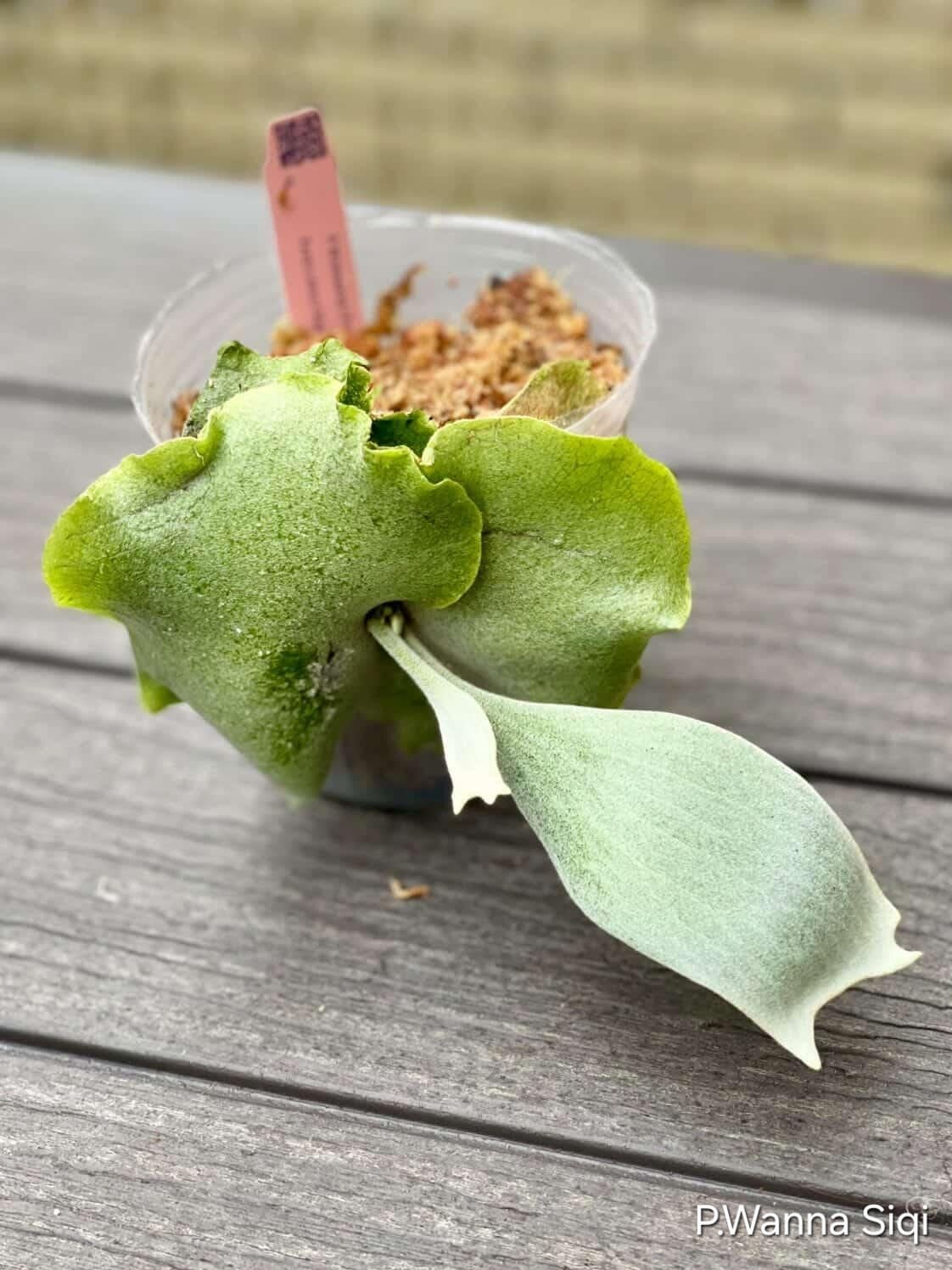 P.Wanna Siqi Pup【artPLANTs/PLANTS GARAGE 】ビカクシダ#Platycerium