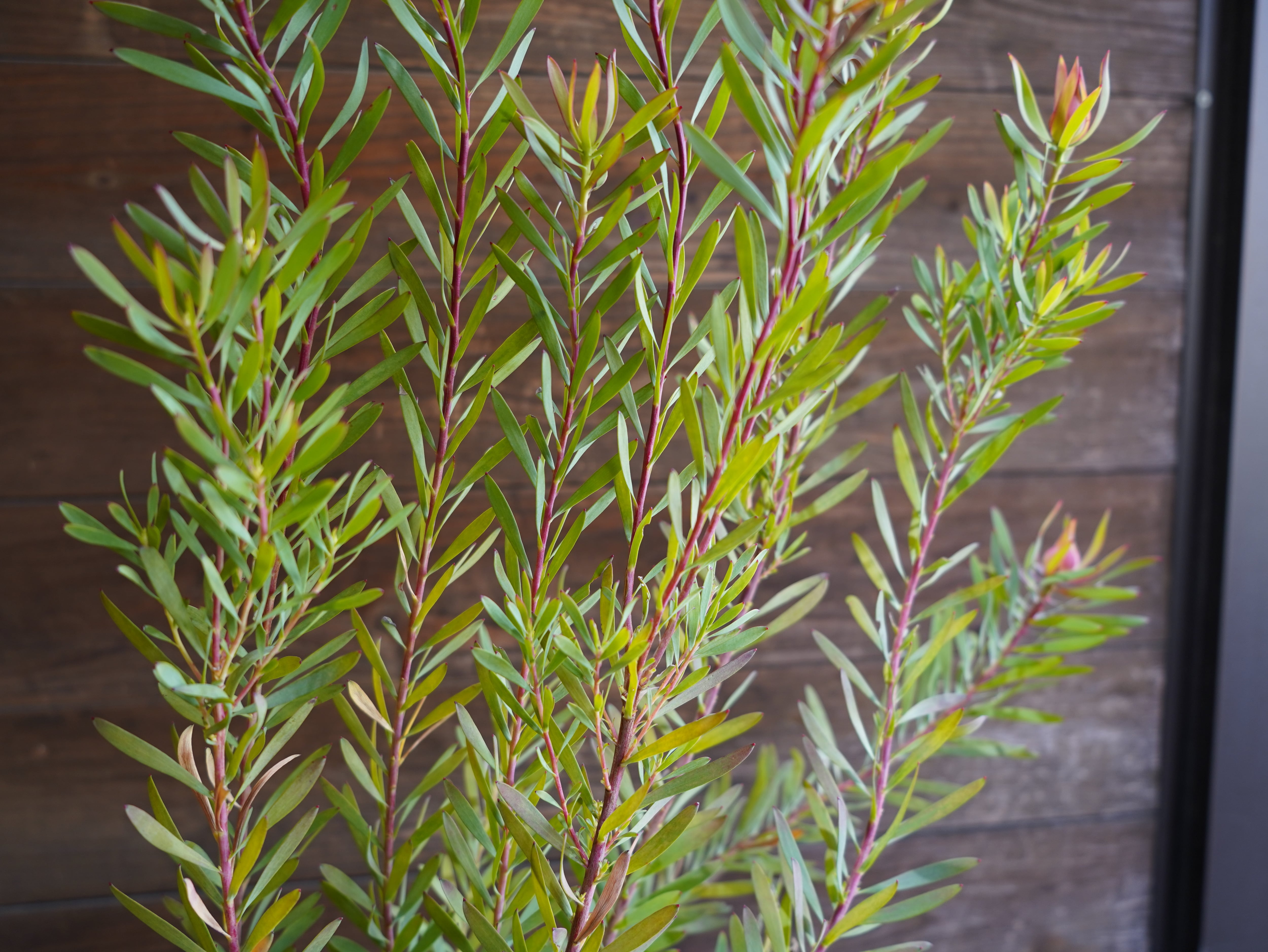 【現物】リューカデンドロン　”Harlequin”　６号