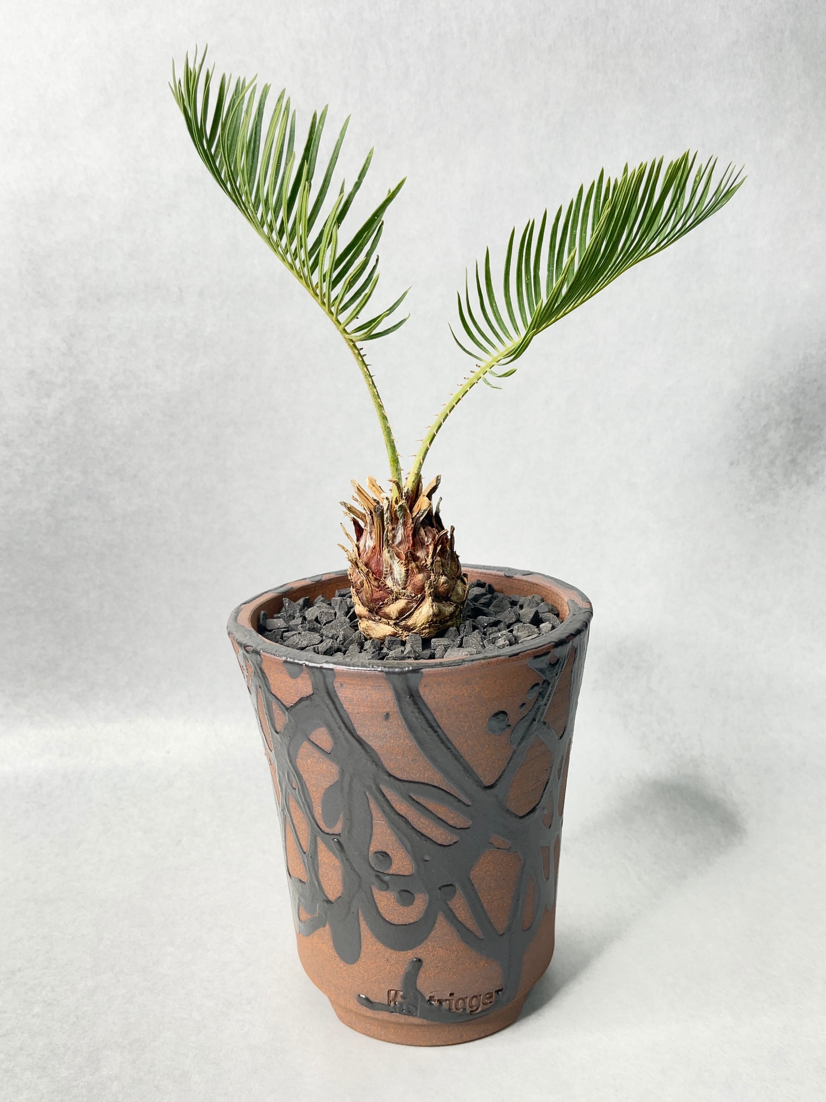 赤肌 カイルンシアナ サイカス 観葉植物 サイカス・カイルンシアナ | trigger