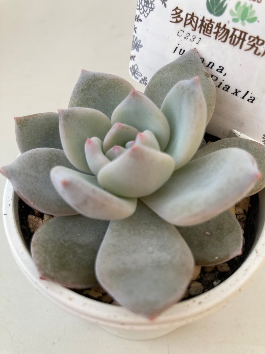 現物商品】ユリアナx ラウイ | 多肉植物研究所