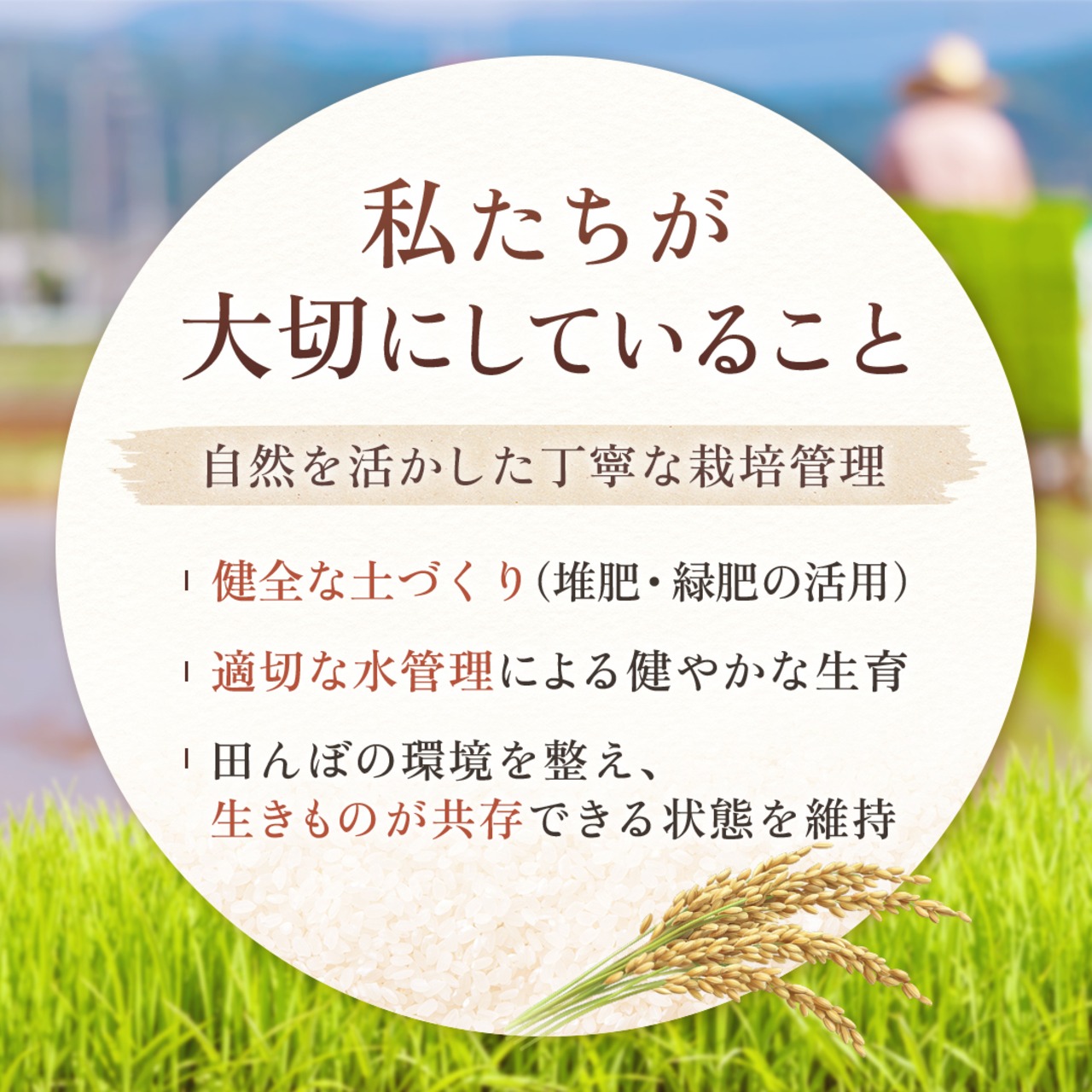 定期便2kg  石川県産「はたはったん」