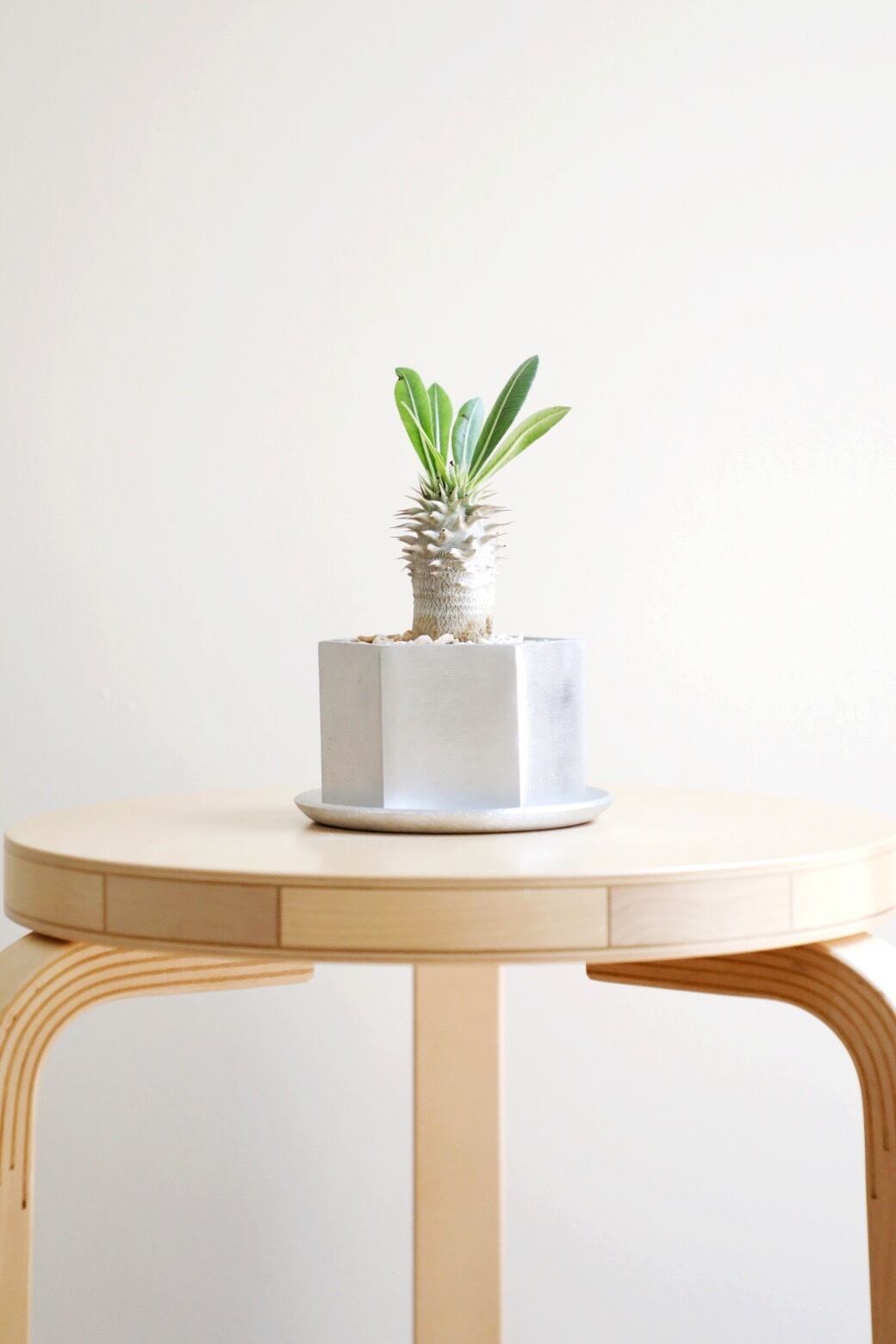 パキポディウム・ホロンベンセ(鉢付き) S】パキポディウム ホロンベンセ/Pachypodium Horombense | 【厳選植物