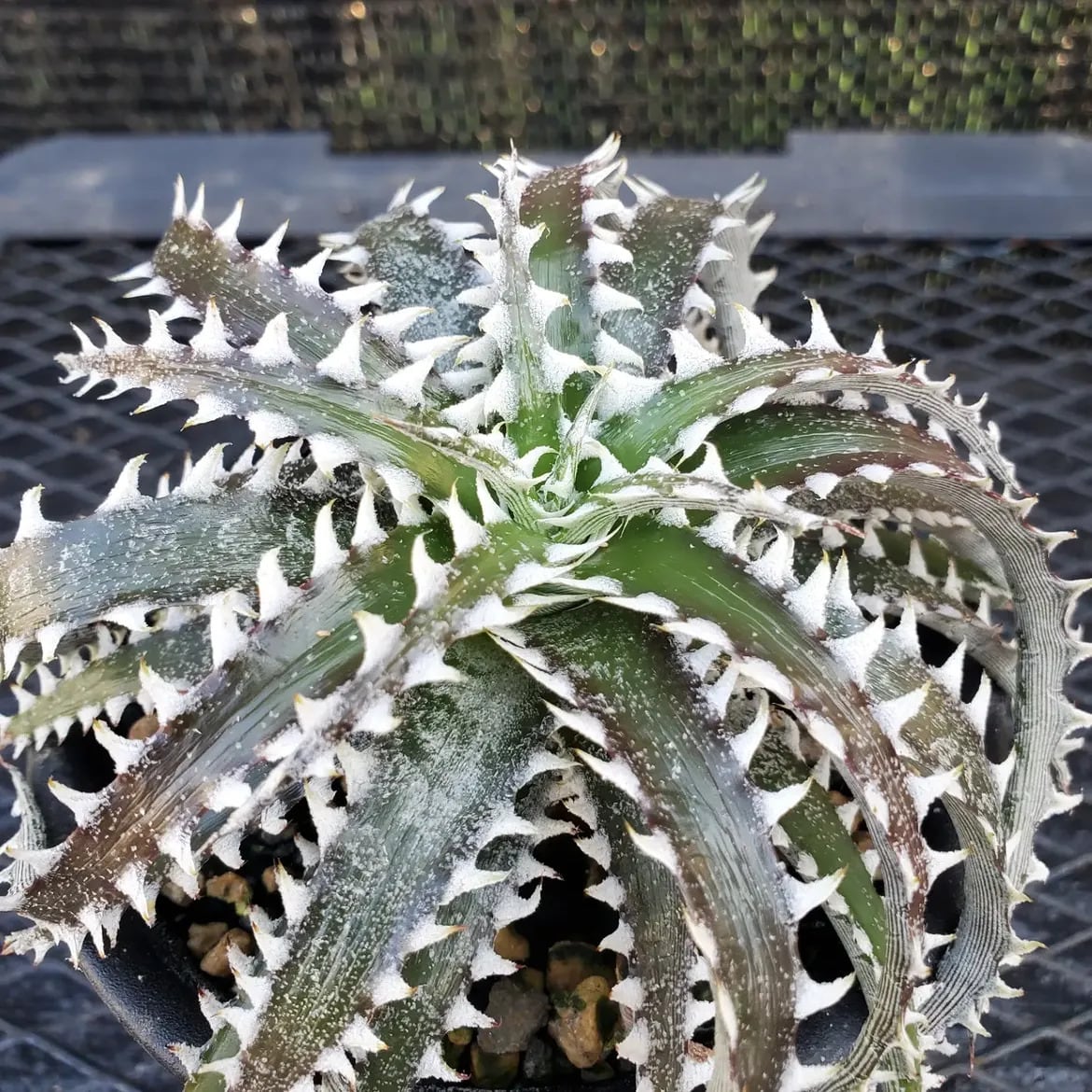 Dyckia（ディッキア） | レアプランツ通販サイトPlants Maniax