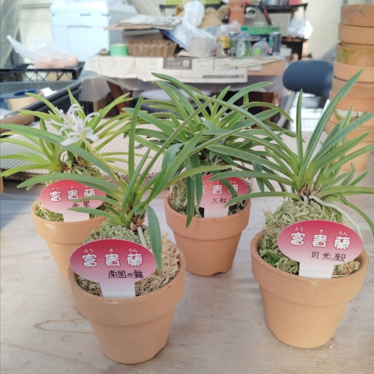 風蘭(フウラン) おまかせ8種セット(初心者向け) | COCORO