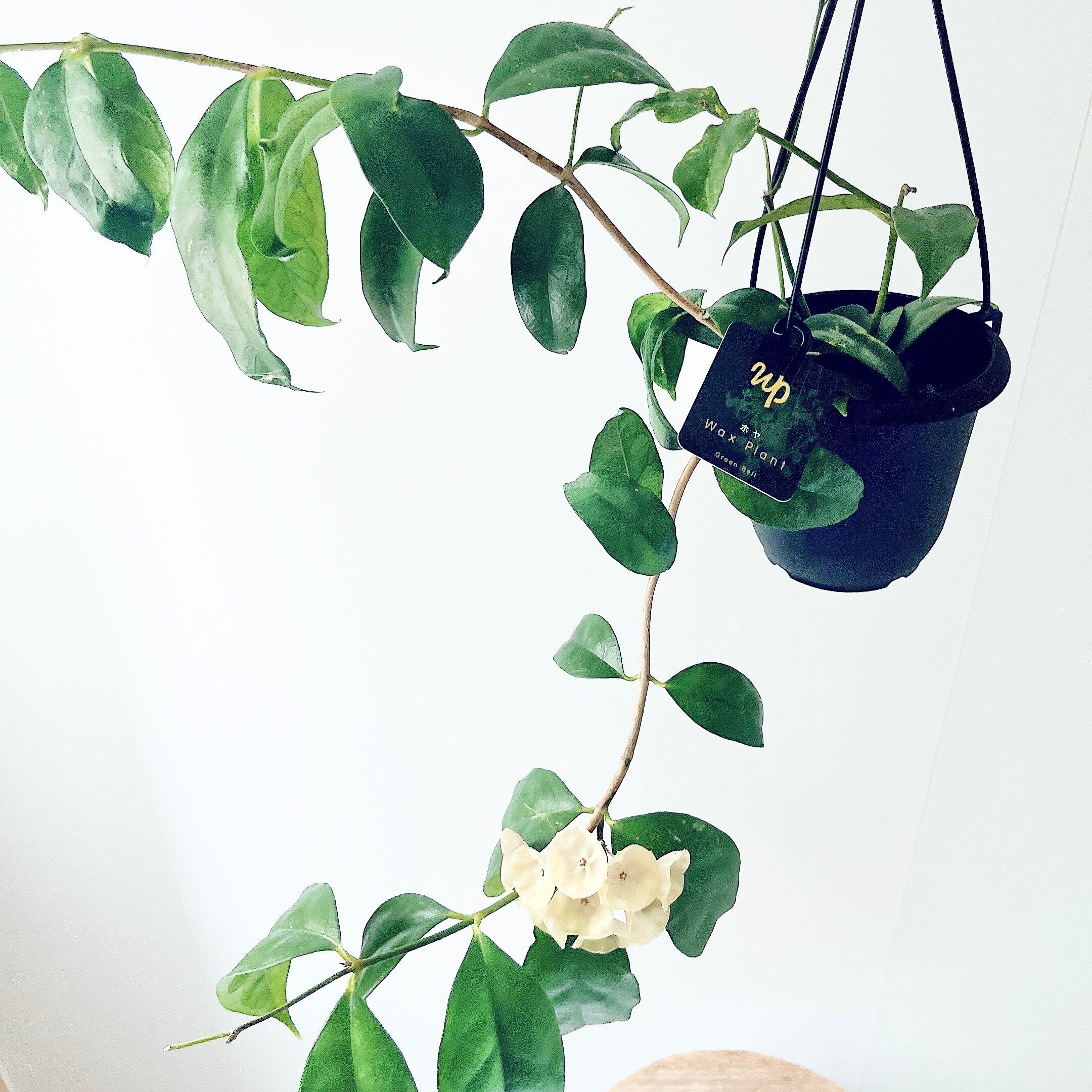 再入荷】ホヤ・デシプラエ ｜GreenBell × calm cafe | calm cafe☕️