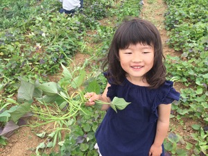 芋苗20本〈安納芋〉土着微生物を活かした自然農業栽培で育てました。