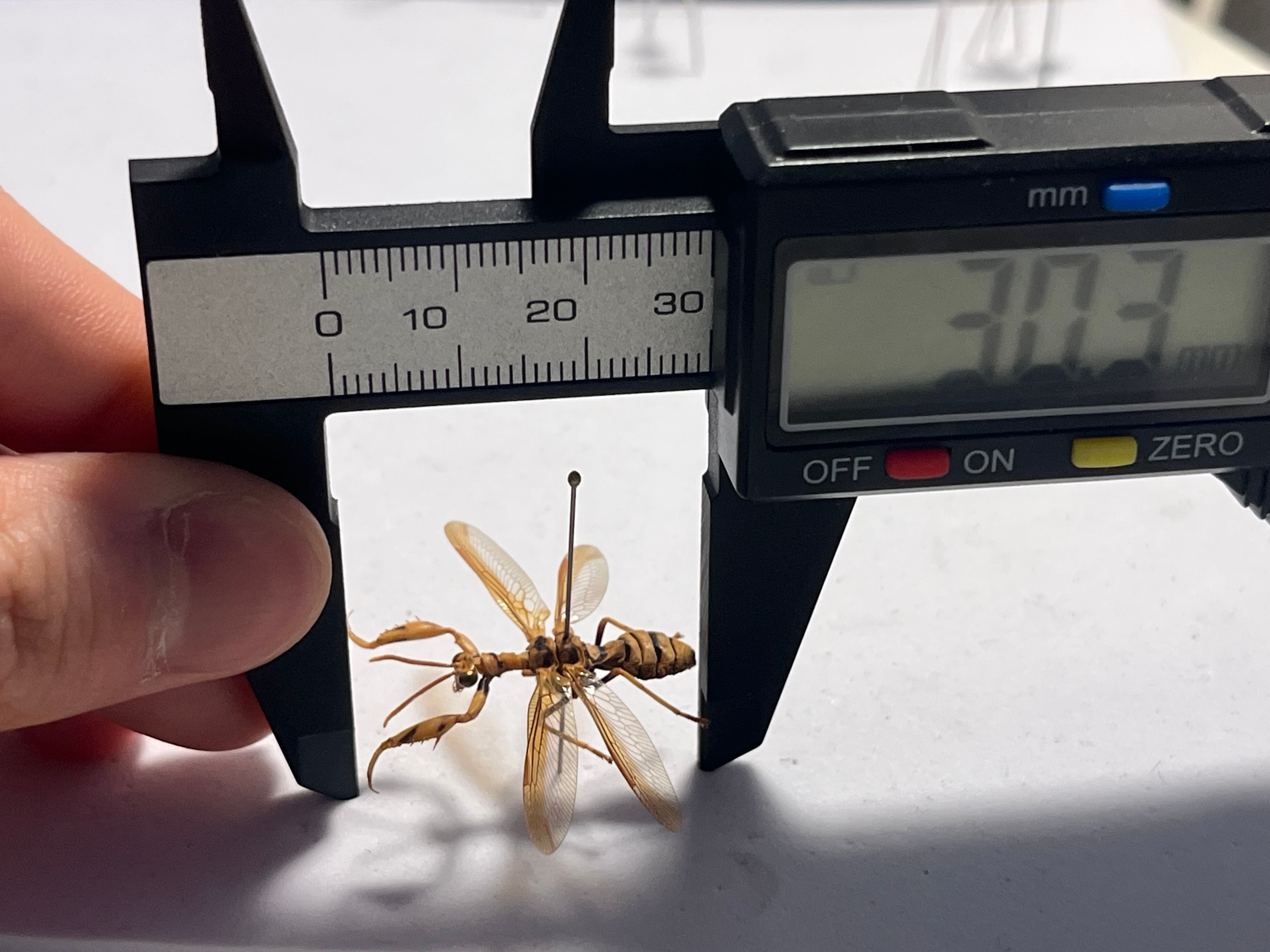 オオイクビカマキリモドキの標本 ハエ カゲロウ かげろう ヘビトンボ 蜻蛉 オオイクビカマキリモドキの標本 ハエ カゲロウ かげろう ヘビトンボ