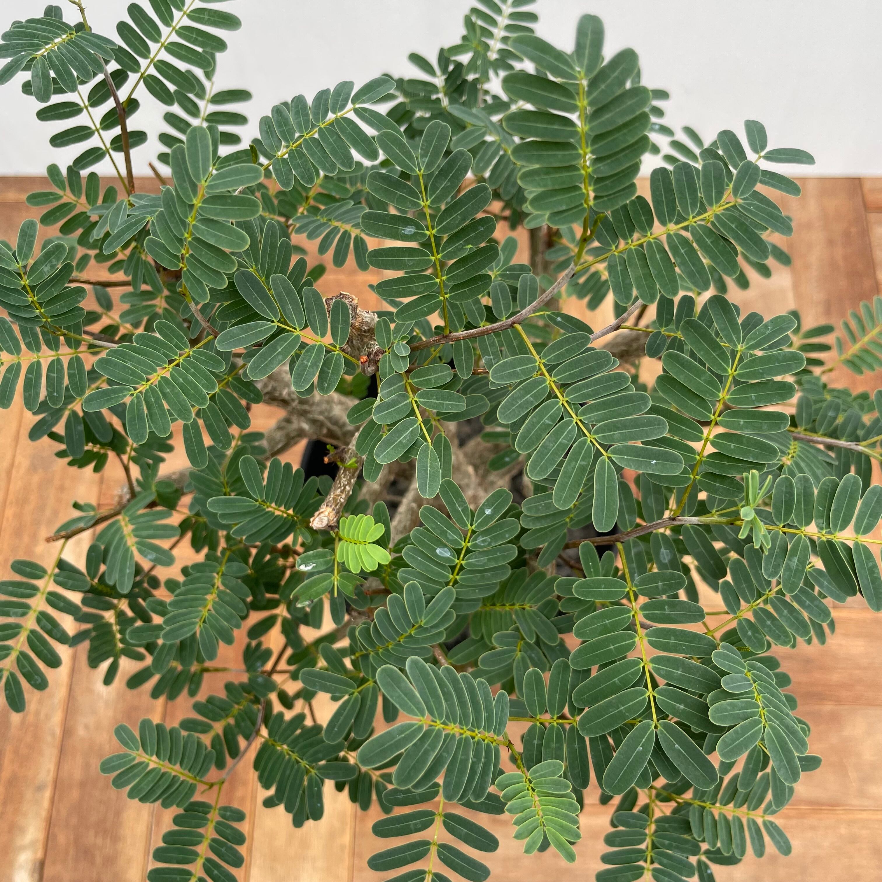 Senna Meridionalis　実生 センナ メリディオナリス 実生株 Senna meridionalis 004 | Sunny