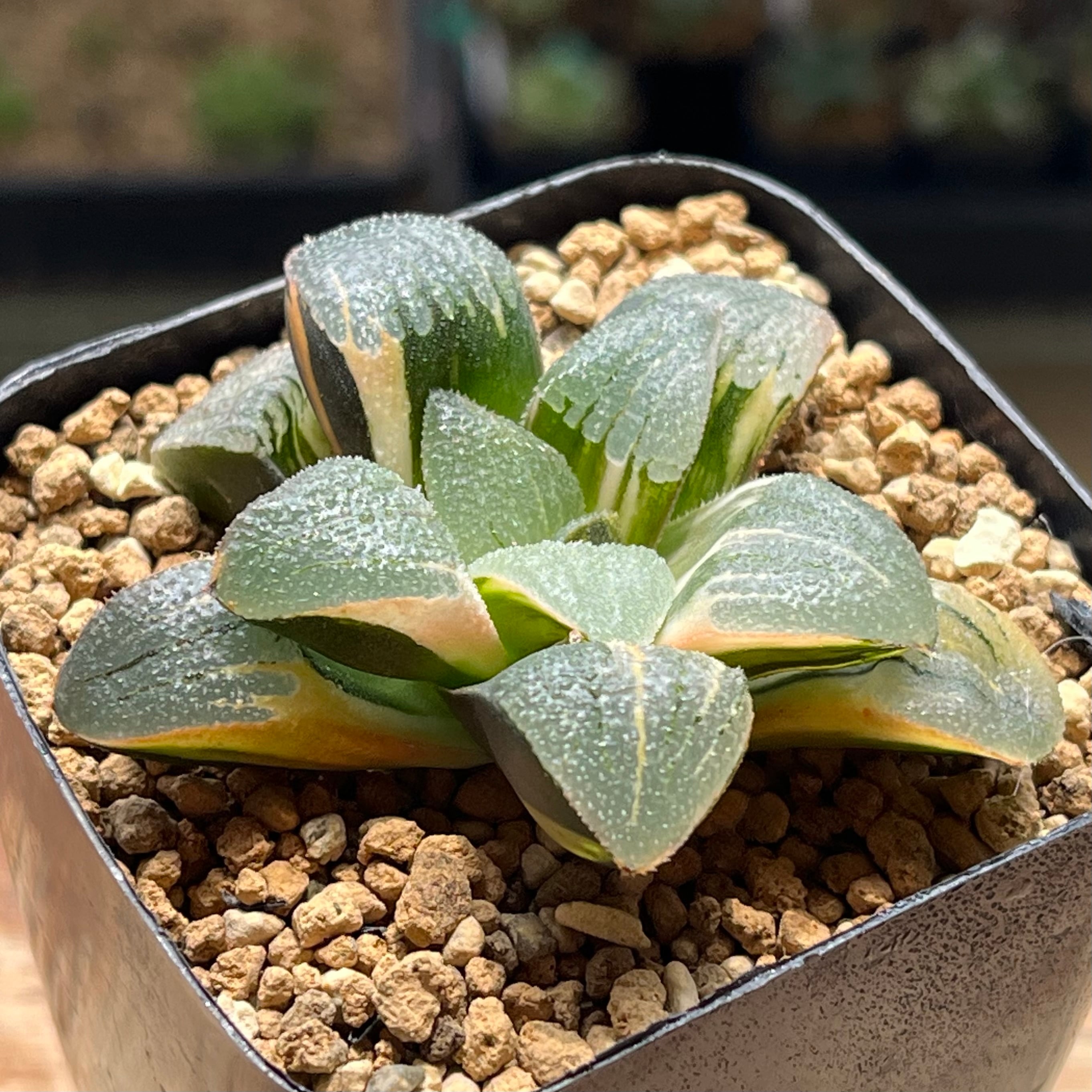 錦 | mocono_plants