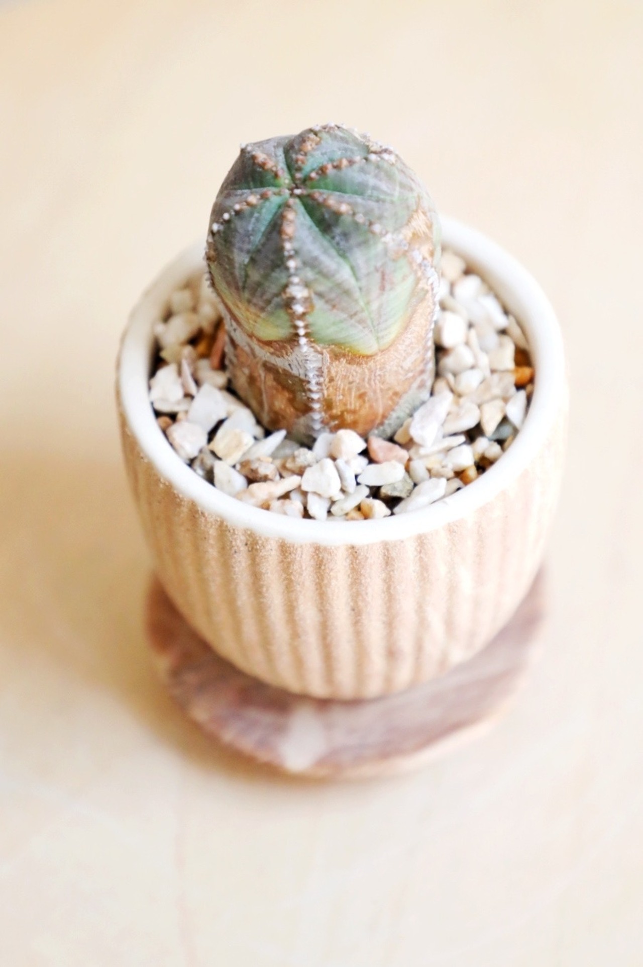 【S】オベサブロウ/Euphorbia obesa × sabrakia