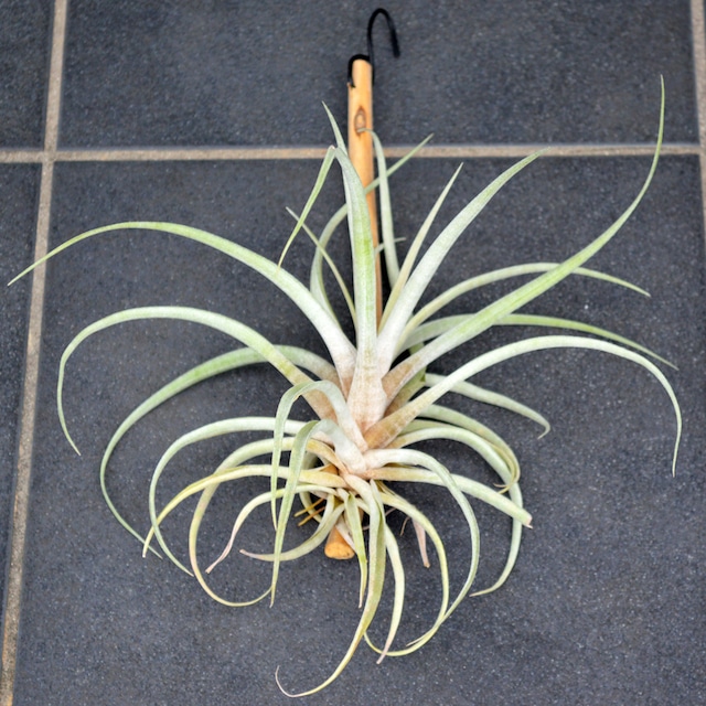 エアープランツ カピタータ ピーチ 流木付き mサイズ ティランジア チランジア No 0074 プランツ グラフィカ エアープランツ 植物となにか エアープランツ カピタータ ピーチ 流木付き mサイズ ティランジア チランジア No 0074 プランツ グラフィカ エアープランツ 植物となにか