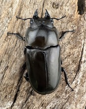 【F0】《ローゼンベルグオウゴンオニクワガタ 71mm ペア》