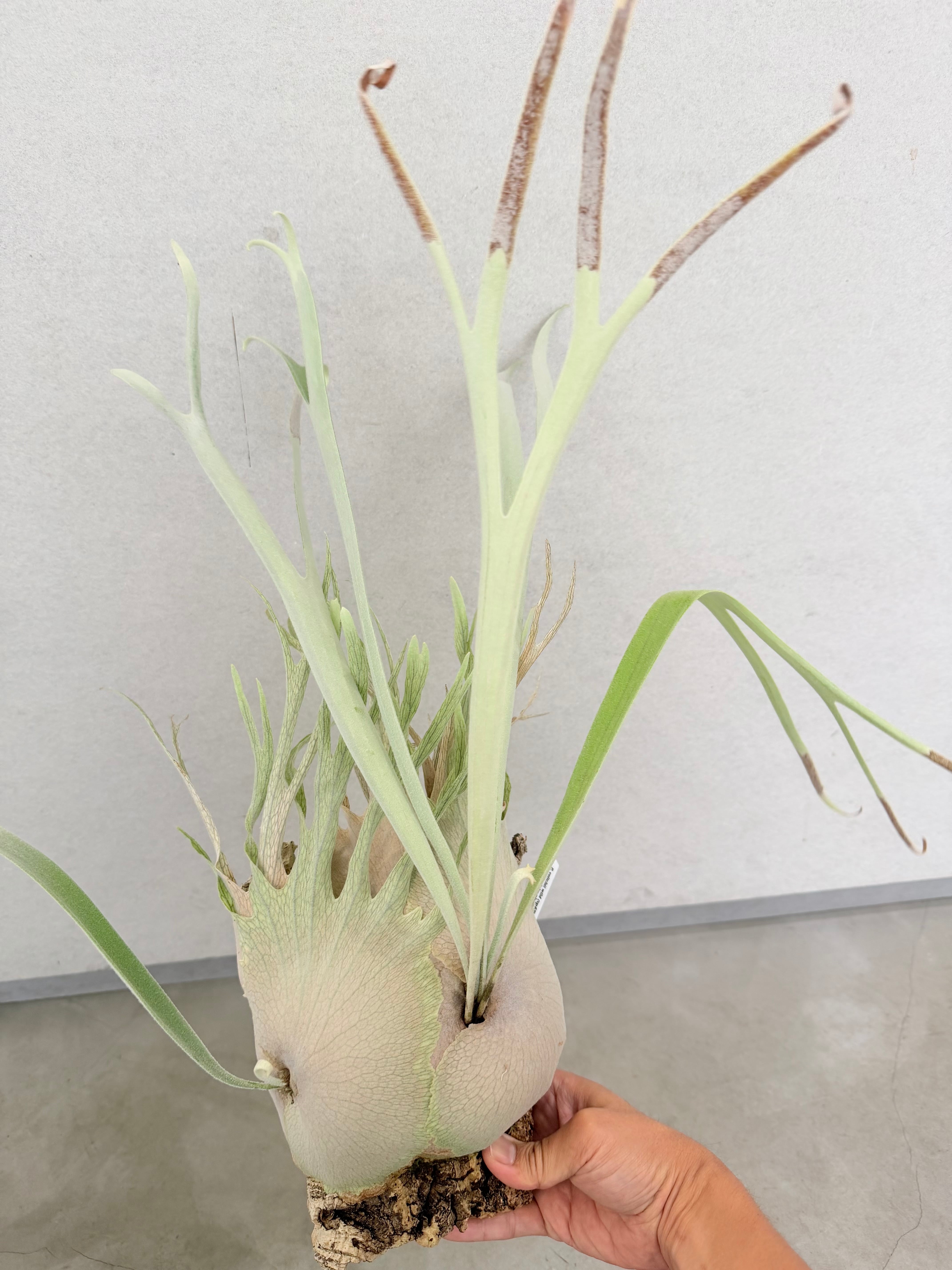 a) P. veitchii wild (vp#3) ビカクシダ ベイチーワイルド (vp#3