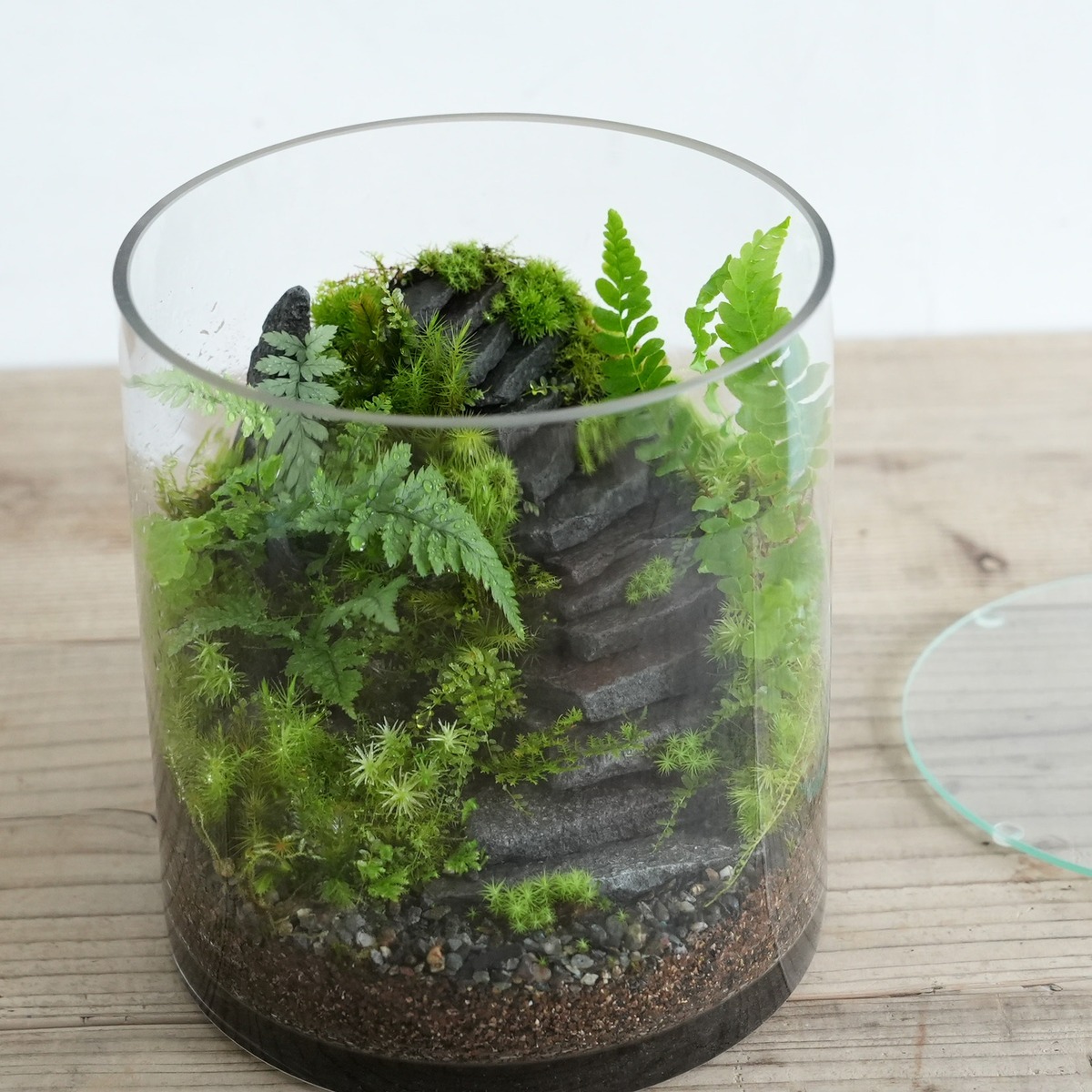 Premium Terrarium typeYancient ruins【Premium限定販売】1.30＃5 苔テラリウム専門ショップ道草