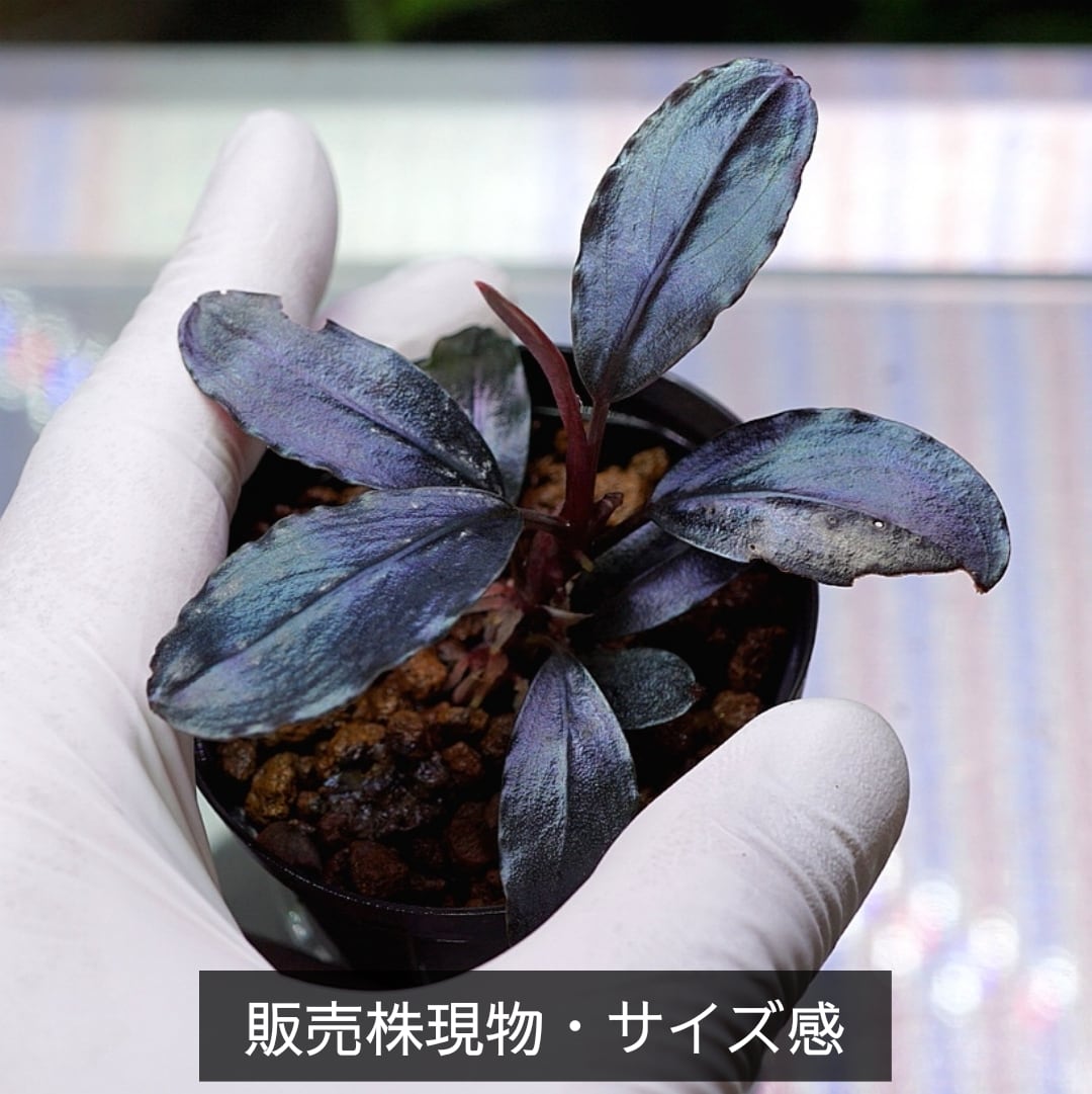 特選親株・子株3本】アグラオネマ・カーティシー Aglaonema nitidum