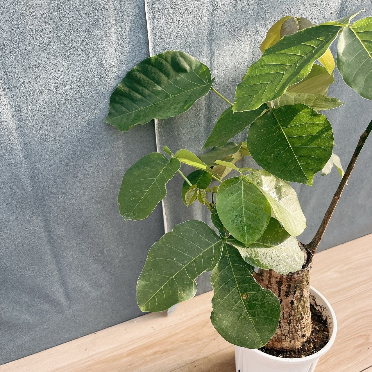 現品］【希少】16番 ボンバックス 6号 塊根植物 コーデックス 観葉植物