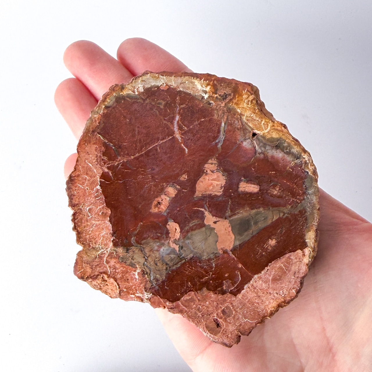 ペトリファイドウッド(珪化木)スラブ * Petrified Wood * 天然石