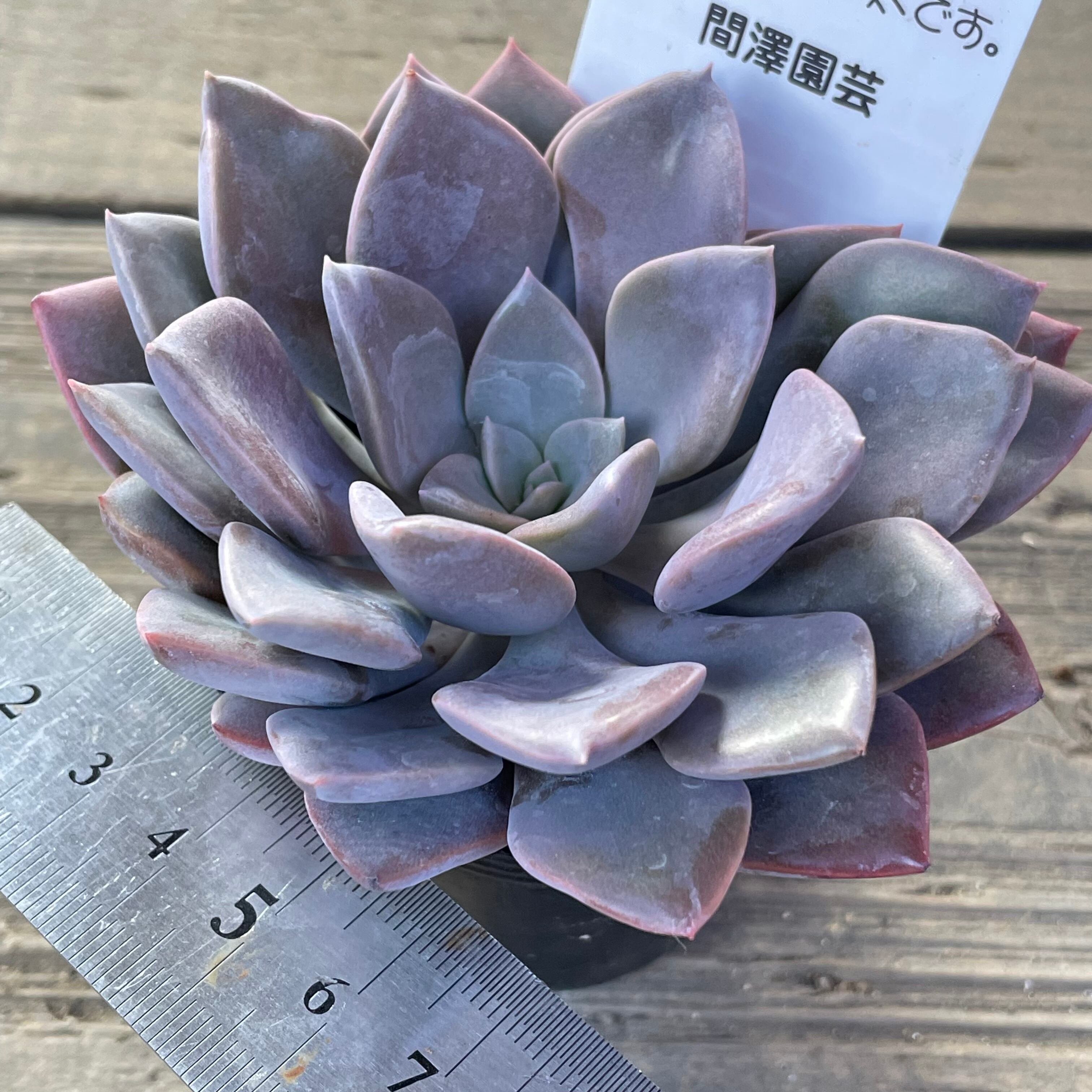 デビー | RuPo 多肉植物専門店
