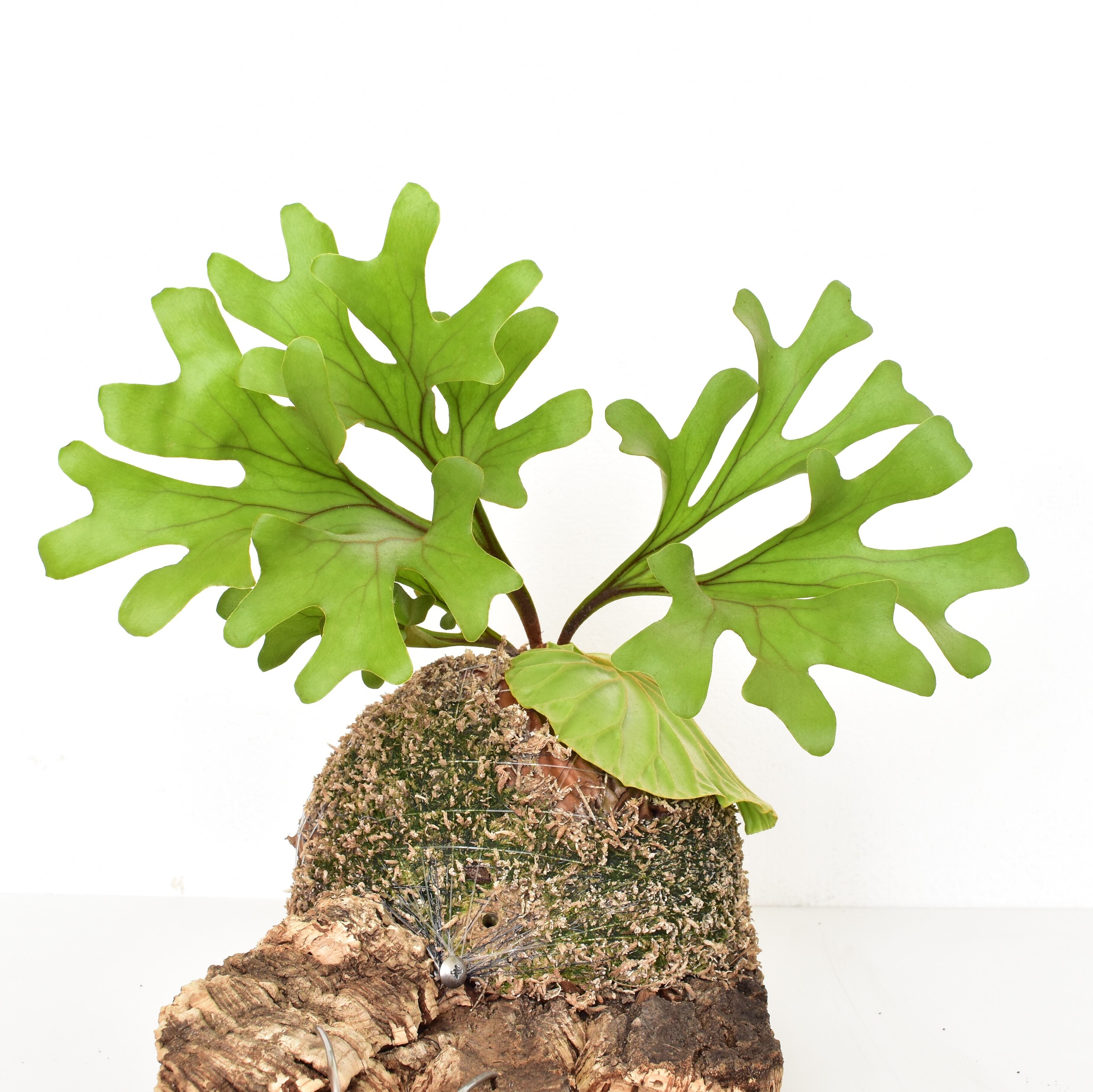 platycerium.ridleyi ビカクシダ・リドレイ コルク仕立て コウモリラン