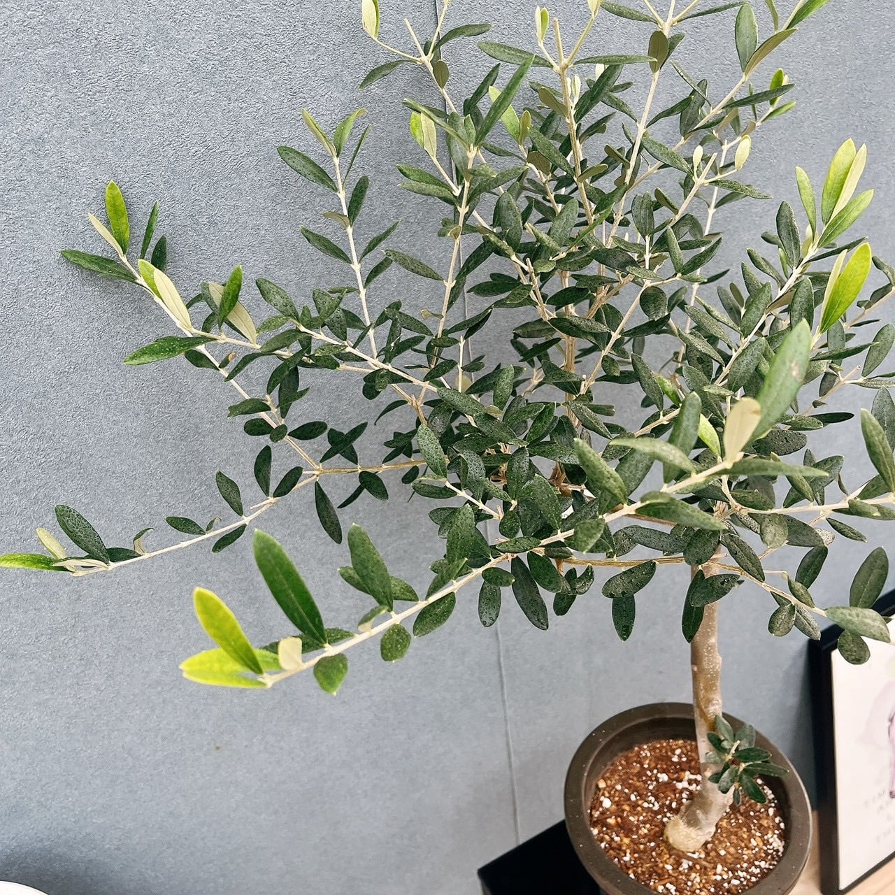 現品］☆初入荷☆ 29番 創樹 オリーブ コレッジョラ 6号 観葉植物