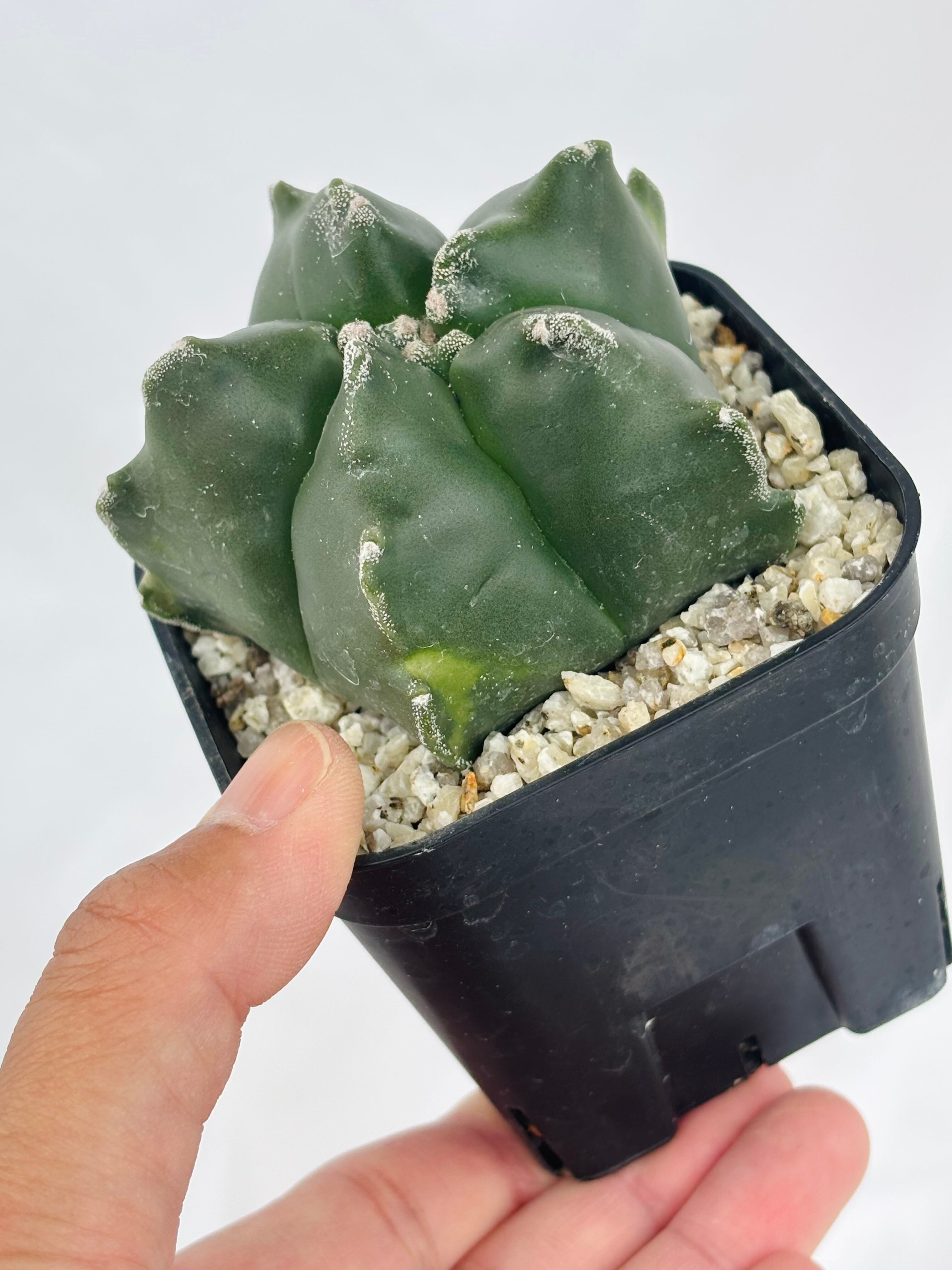 Astrophytum myriostigma アストロフィツム 雪稜ヘキラン ランポー玉