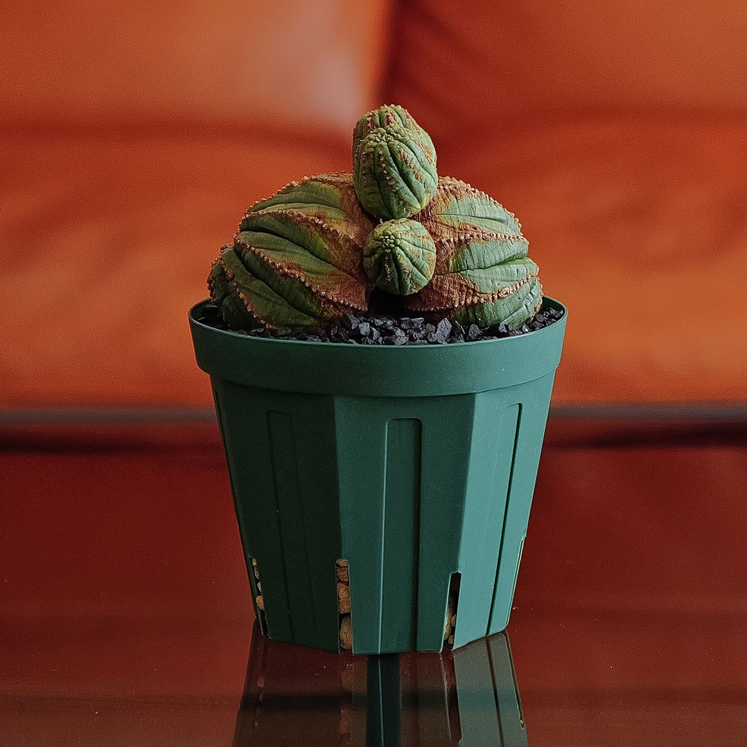 B546】【ひょうたん型ラギッド株】ユーフォルビア オベサ Euphorbia  