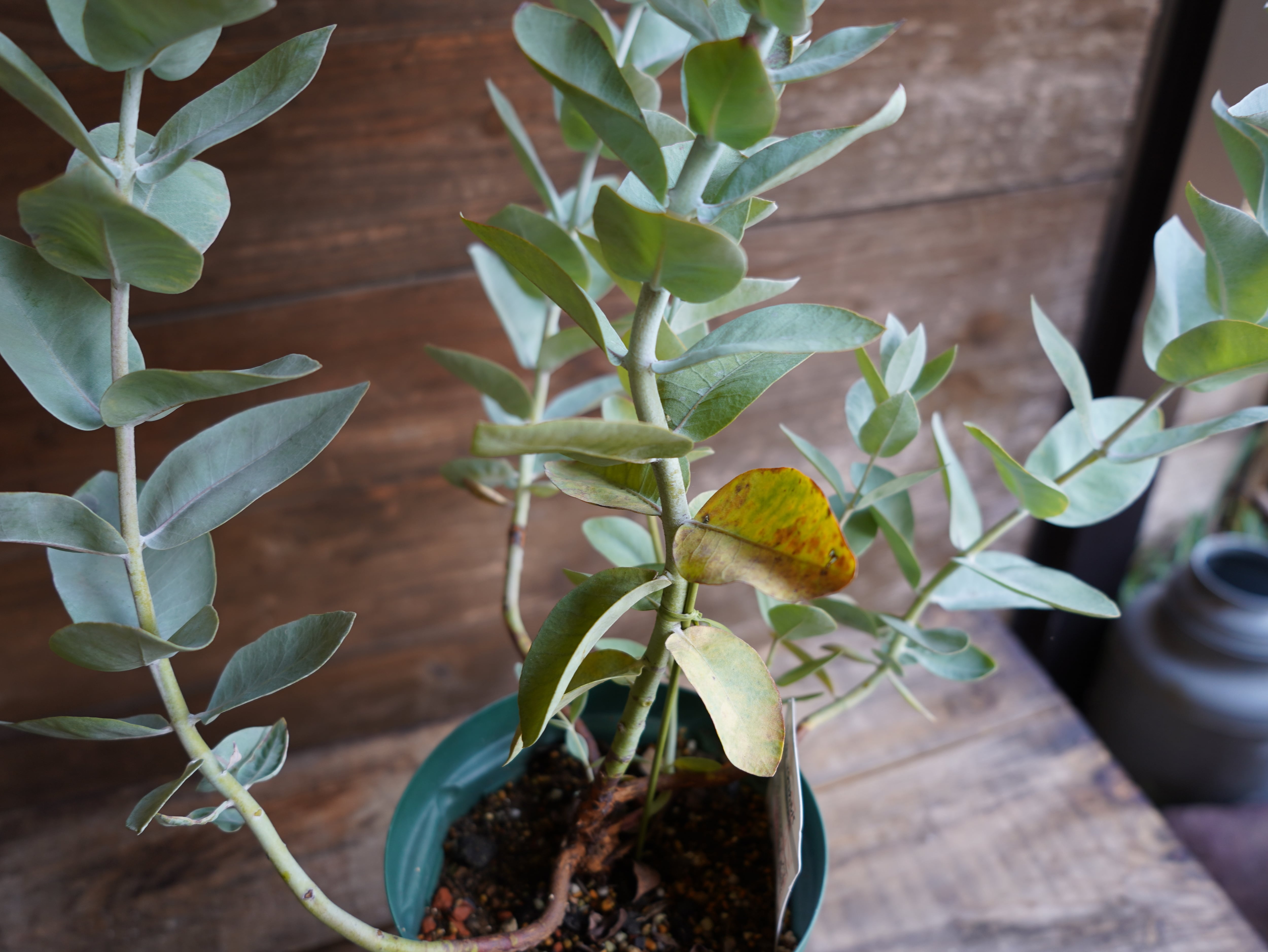 【現物】ユーカリ ”マクロカルパ”