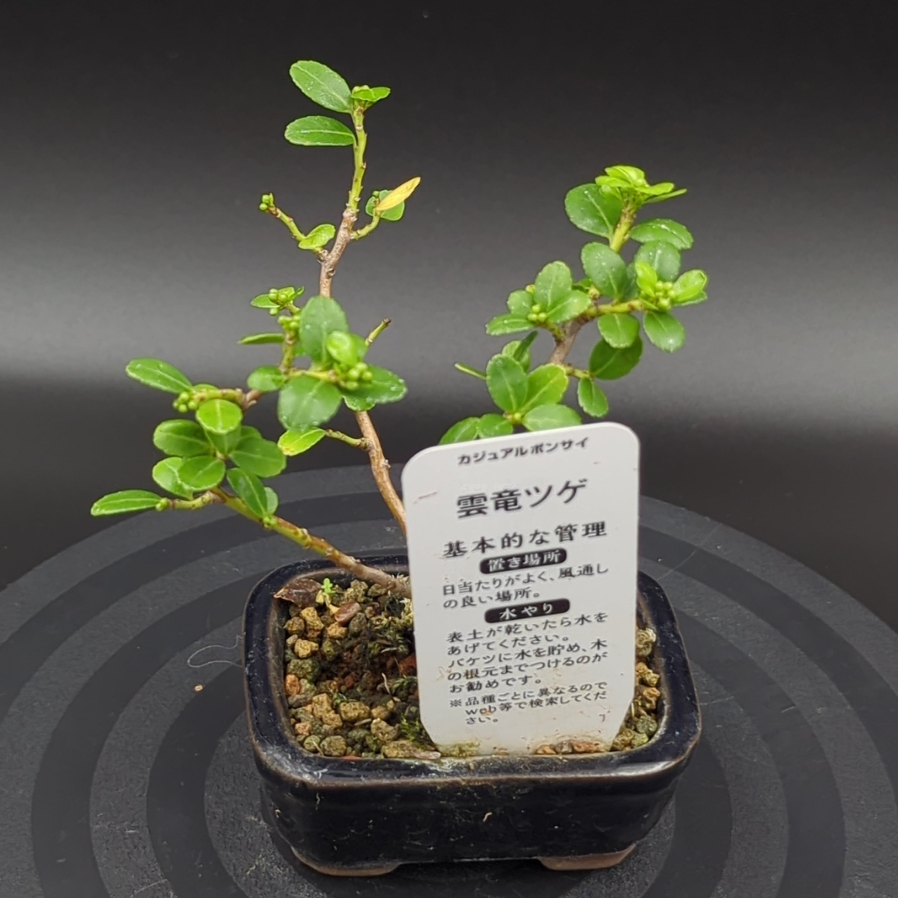 雲竜ツゲ ミニ盆栽 鉢ごと配送 | BRIDGE GARDEN