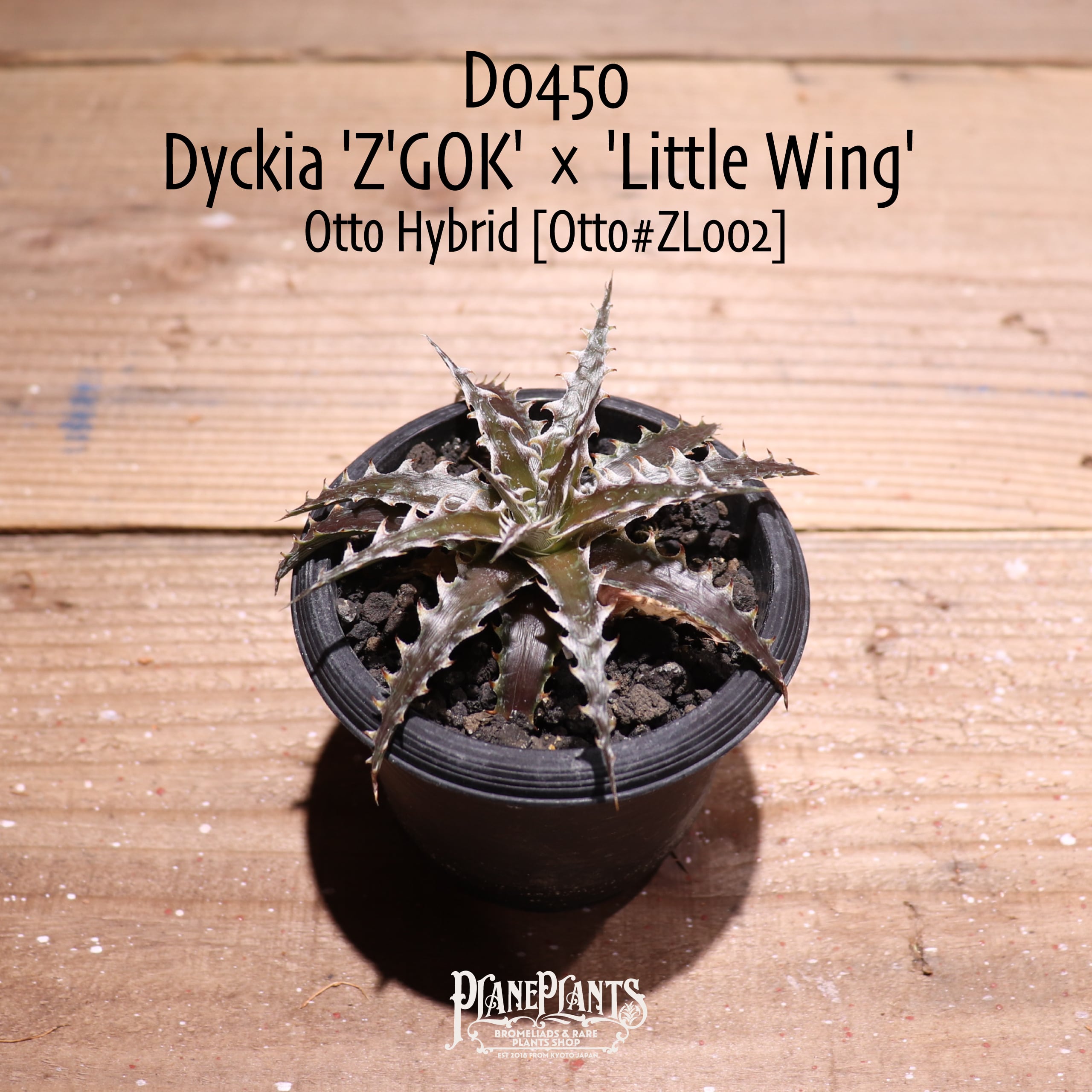 速達 dyckia Z'gok ディッキア - 植物/観葉植物