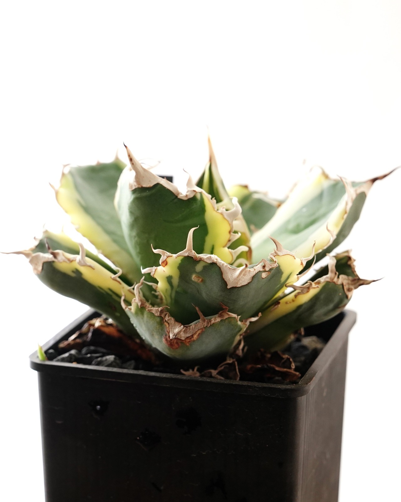 抜き苗 アガベ チタノタ 白鯨錦 長期養生苗 Agave titanota 'Hakugei Nishiki'