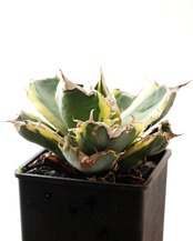 抜き苗 アガベ チタノタ 白鯨錦 長期養生苗 Agave titanota 'Hakugei Nishiki'