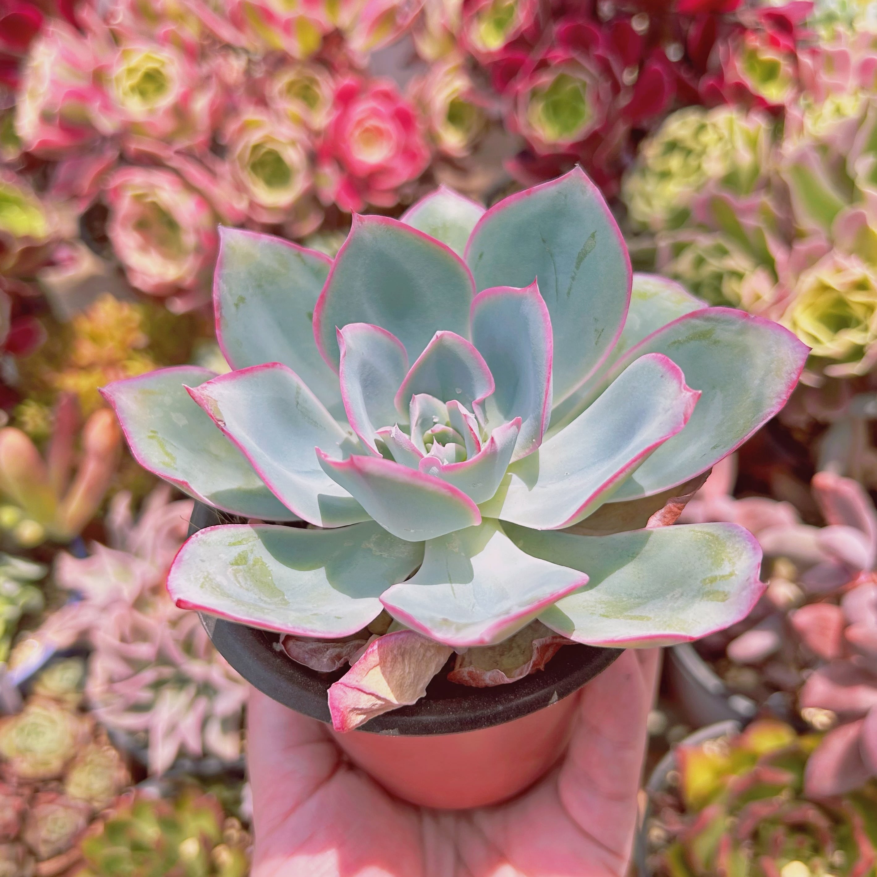 515現物 多肉植物 ネオンライト 特大 | るる農園~多肉植物専門
