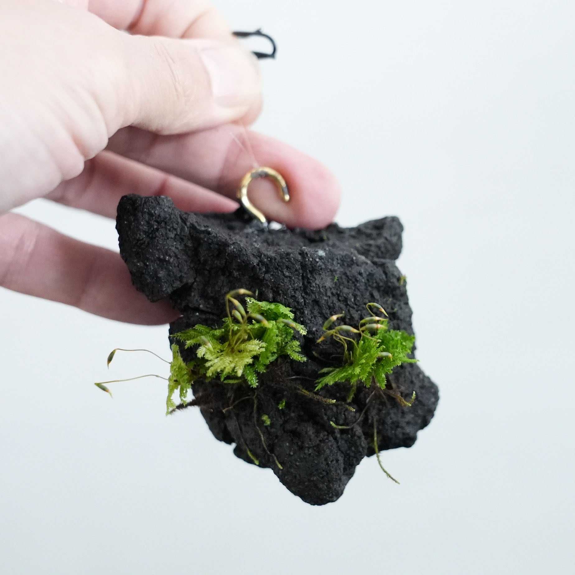 ◇現品◇吊り下げ着生苔石（クジャクゴケ）2024.10.19 #3【容器付き