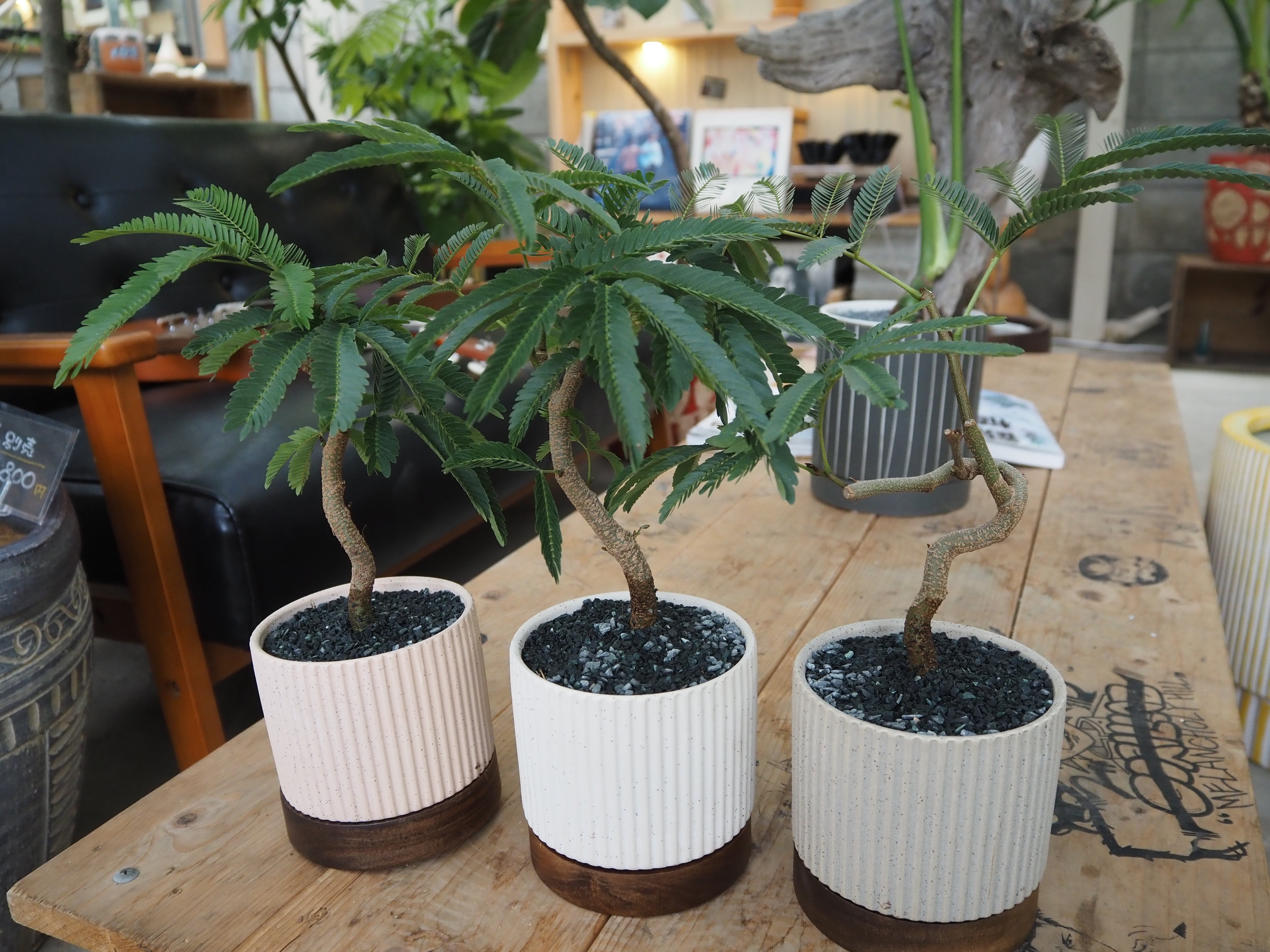 エバーフレッシュ 陶器鉢 セット 観葉植物 ビリジアンブルック 3色展開】【現品】盆栽風エバーフレッシュ 鉢セット【陶器鉢】 | 高橋園芸
