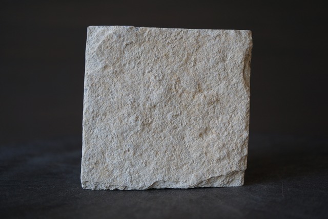 フィッシュ・コプロライト　Coprolite 1009