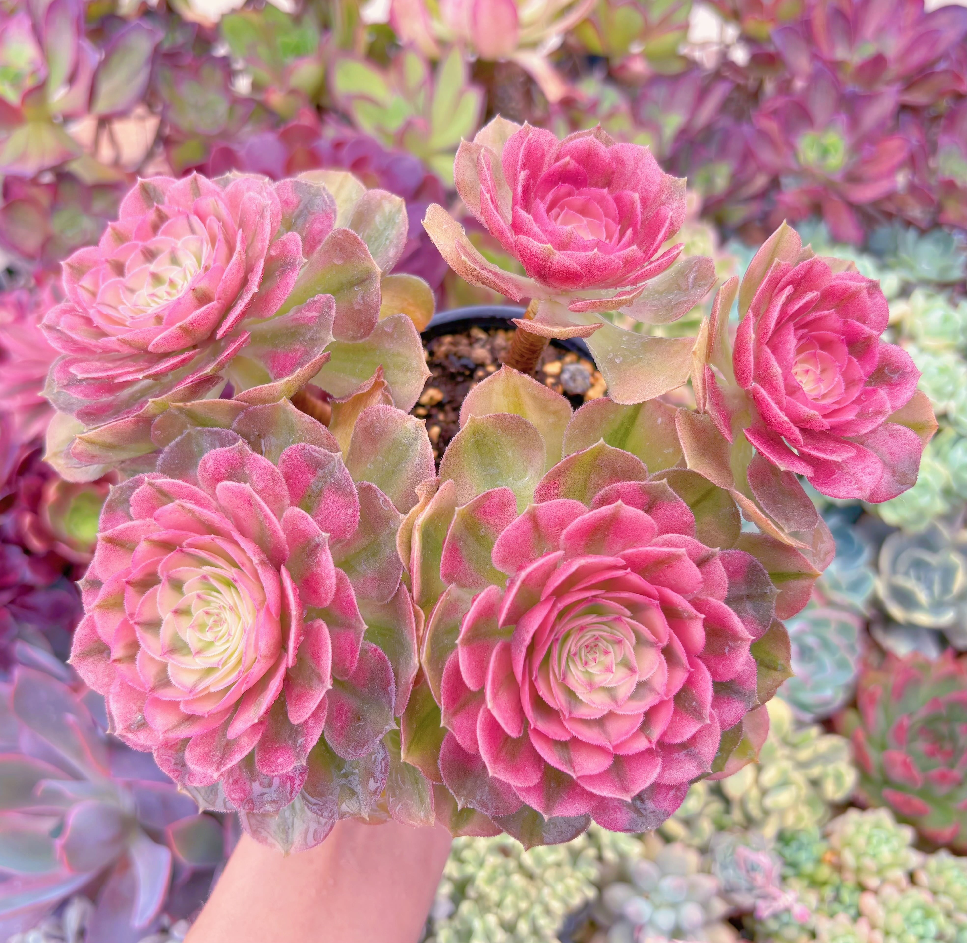 現品　ハロウィン白錦#921　大群生　るる農園