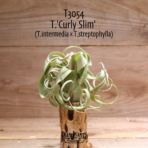 【送料無料】'Curly Slim' L〔エアプランツ〕現品発送T3054