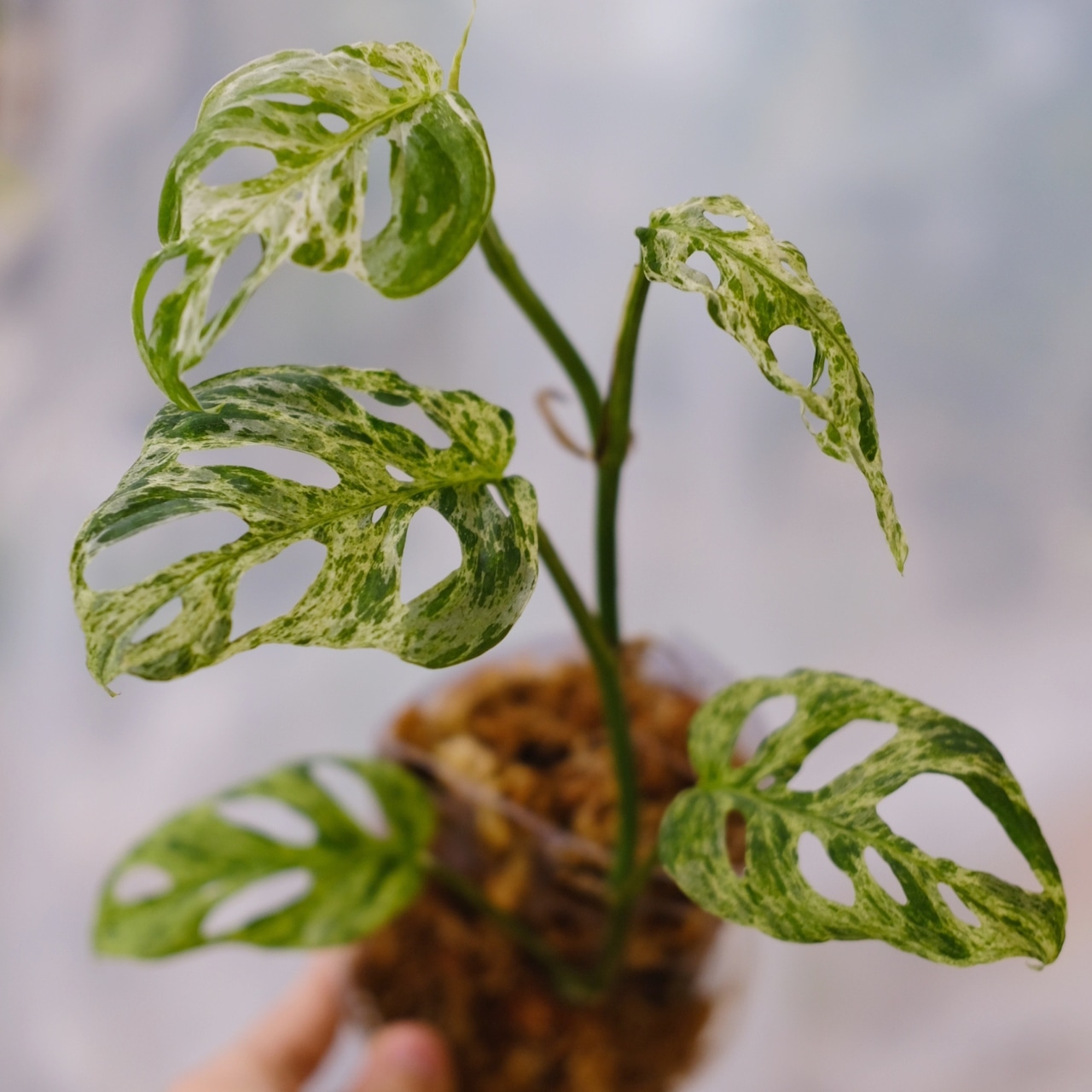 Monstera adansonii Mottled / モンステラ アダンソニー ミント⑧ / 観葉植物<育て方・花言葉>