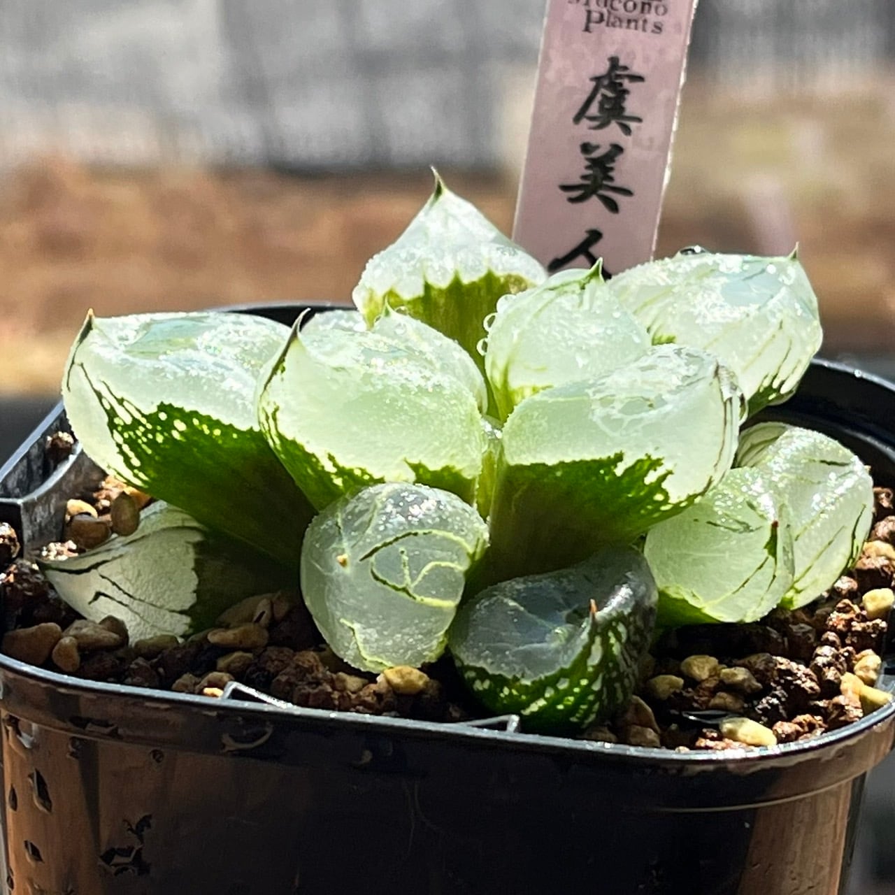 ハオルチア 実生ミュータント(ピグマエアミュータント×虞美人) ハオルチア 虞美人 | mocono_plants