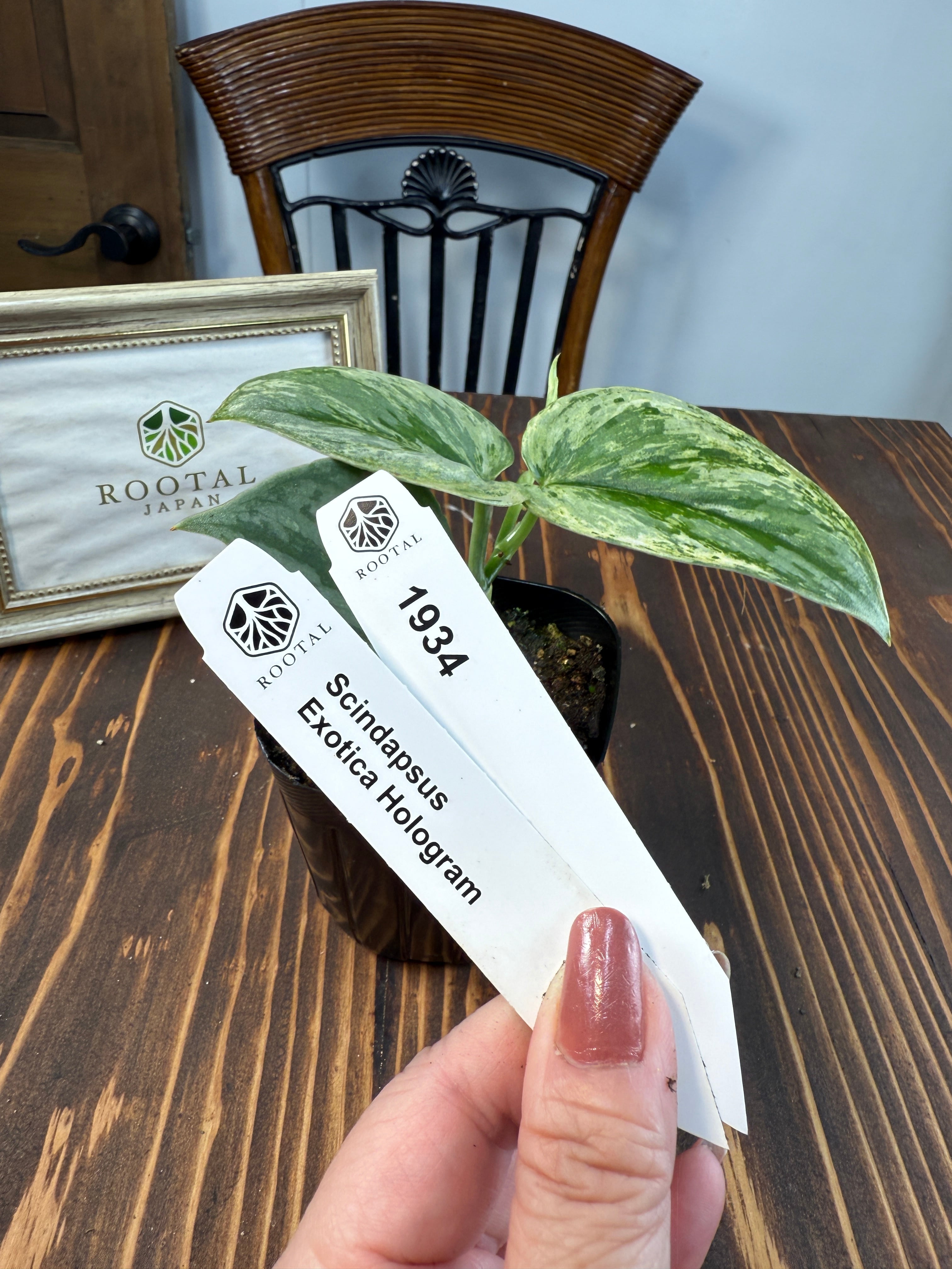 スキンダプサス | ROOTALPLANTS