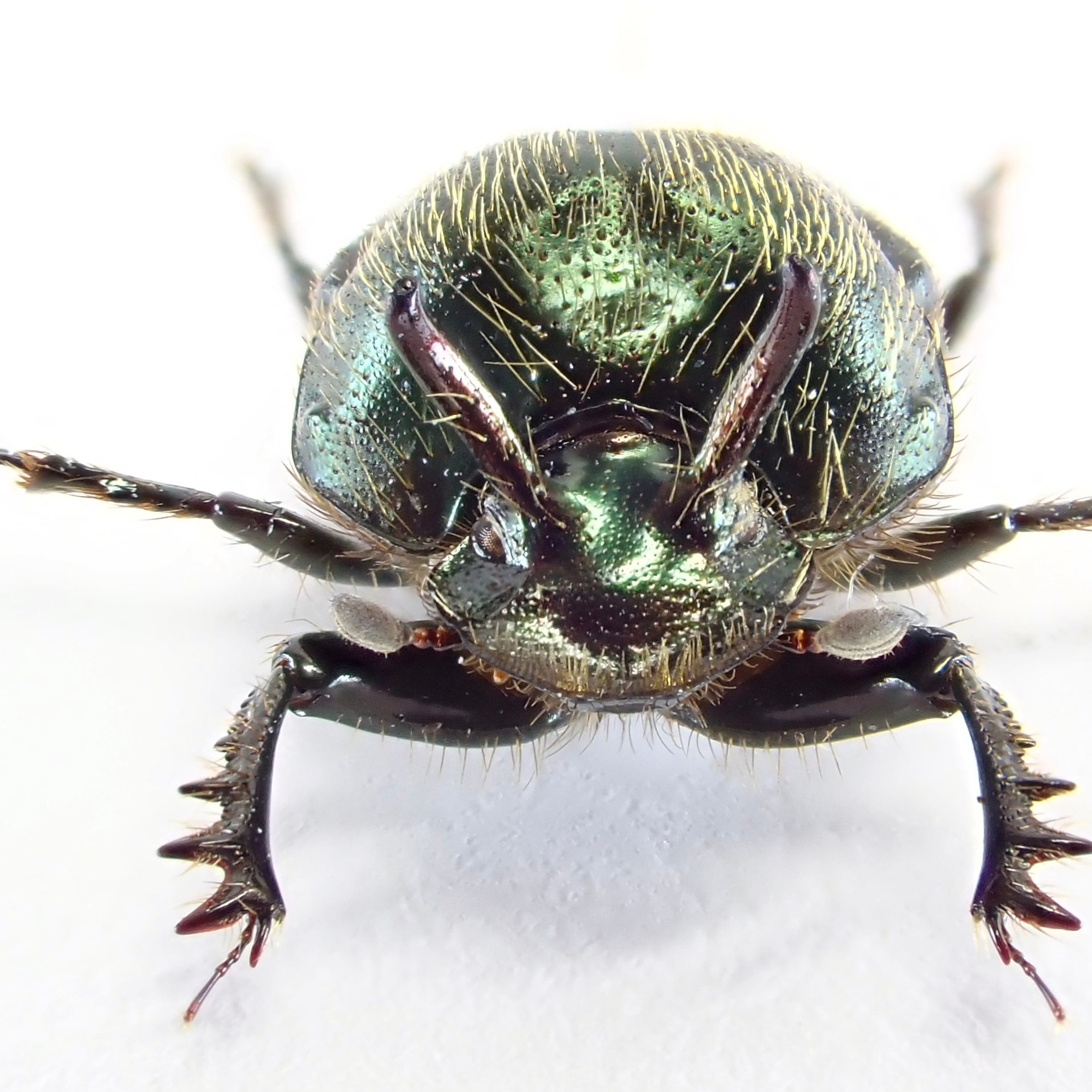 オーストラリア産 Onthophagus sp. ♂ 7mm | 昆虫標本 Diggers & Rollers