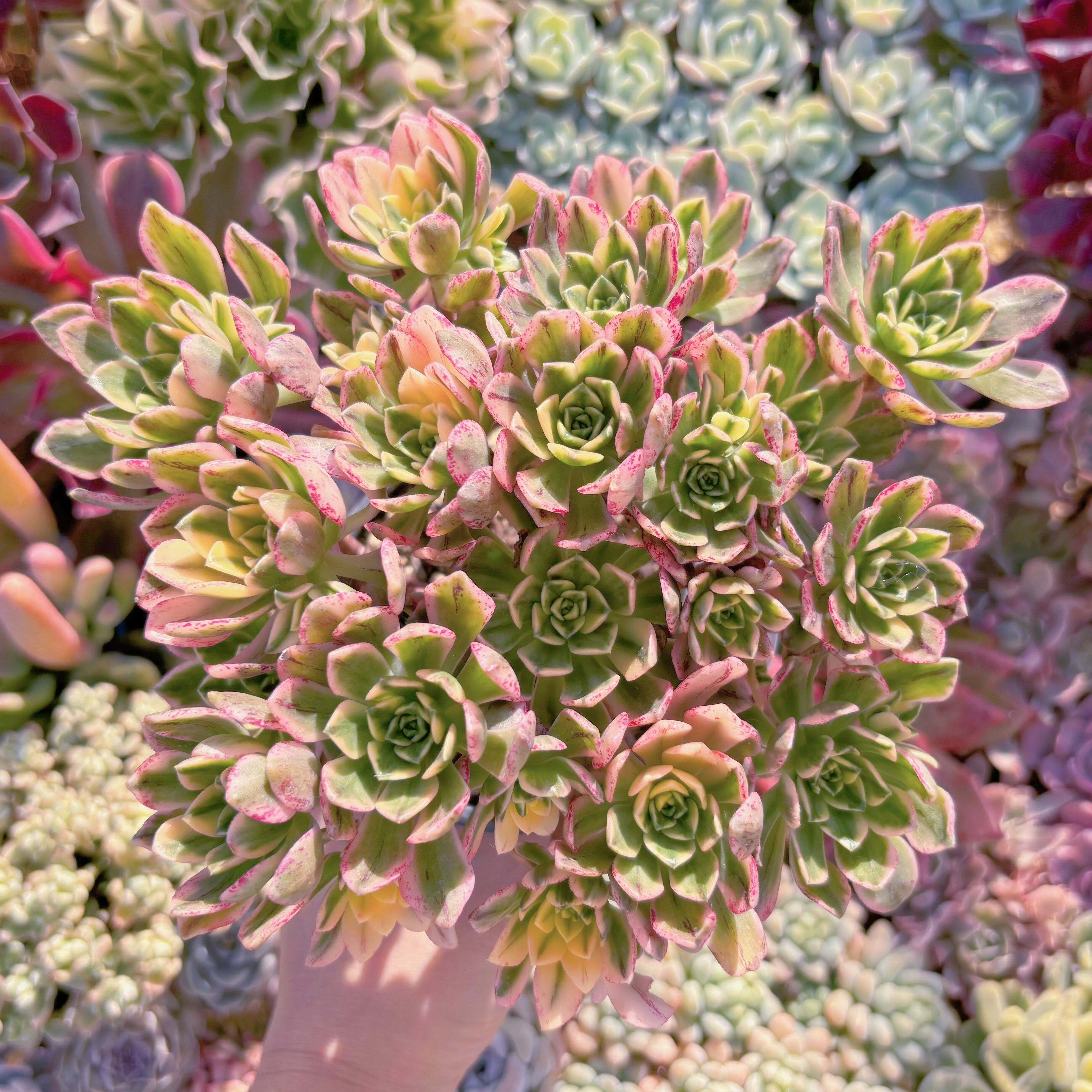 現品　sweet tea#748　大群生　るる農園