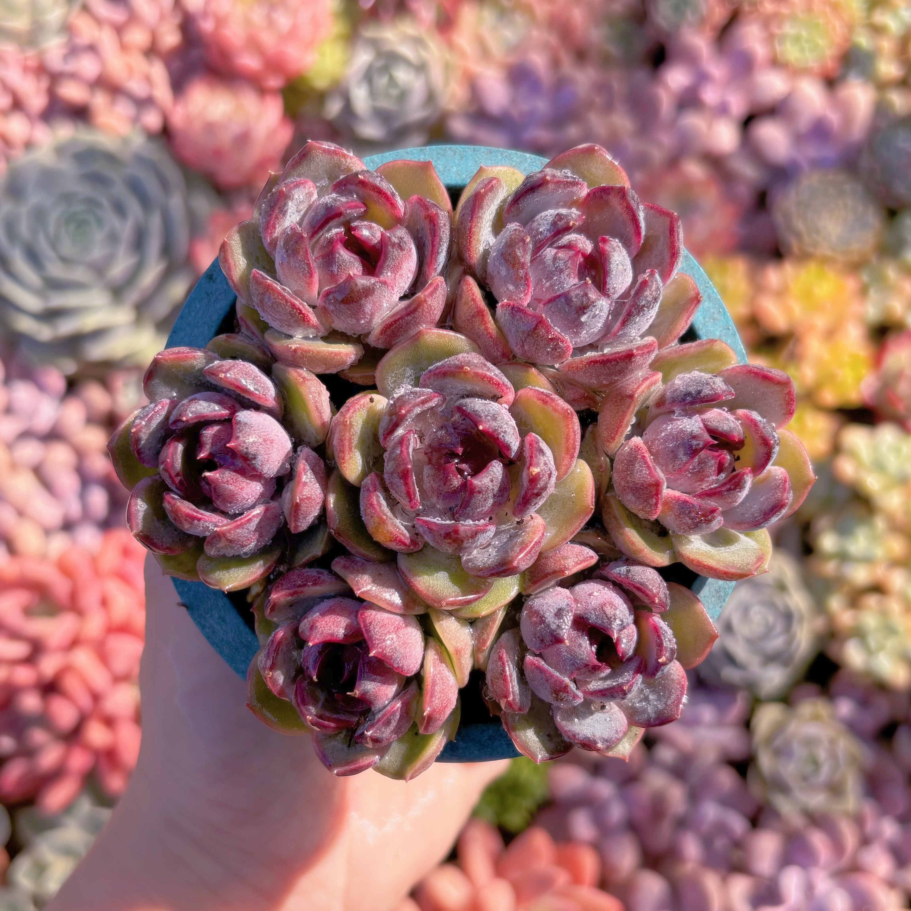 多肉植物　Black pink(7苗)　新入荷　るる農園