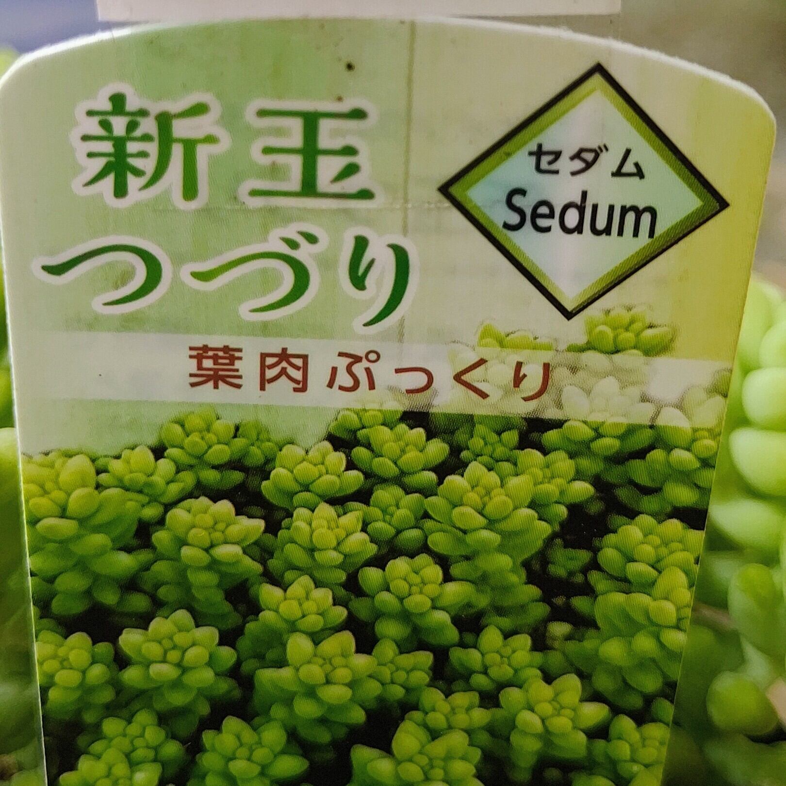 新玉つづり | RuPo 多肉植物専門店