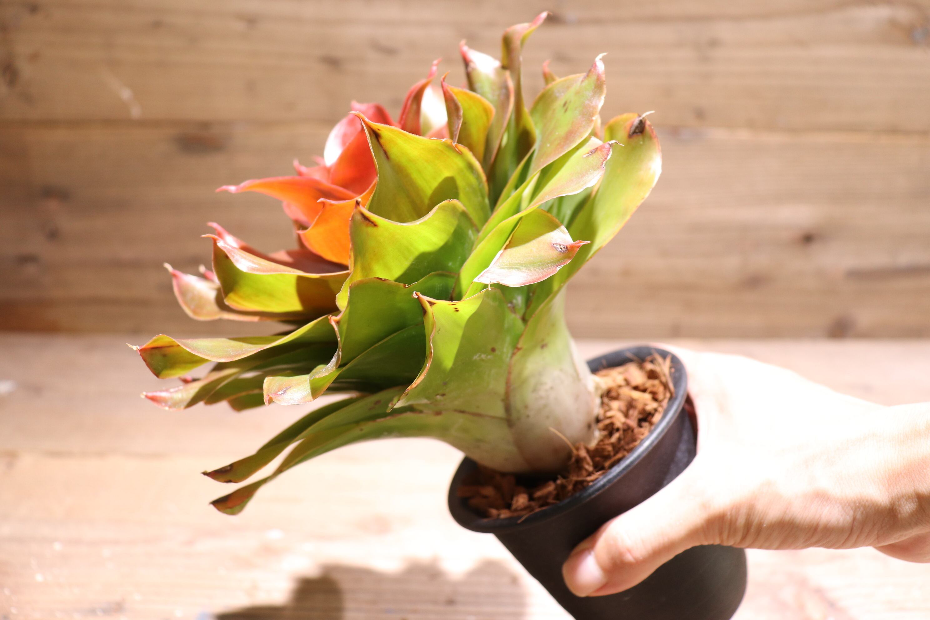 送料無料】Neoregelia 'Medusa' spinless〔ネオレゲリア〕現品発送