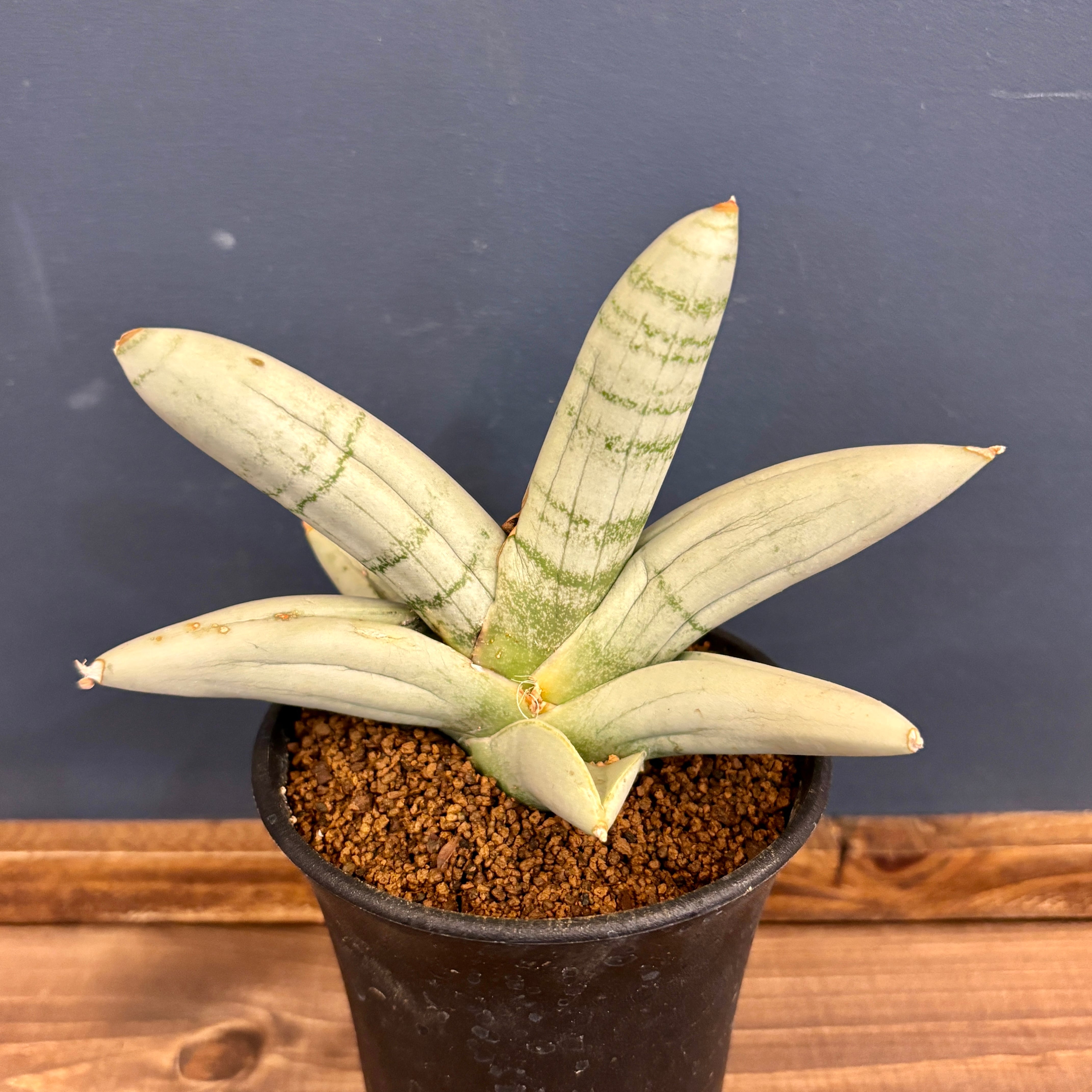 738deb247a78a5038d45a8f19a6182