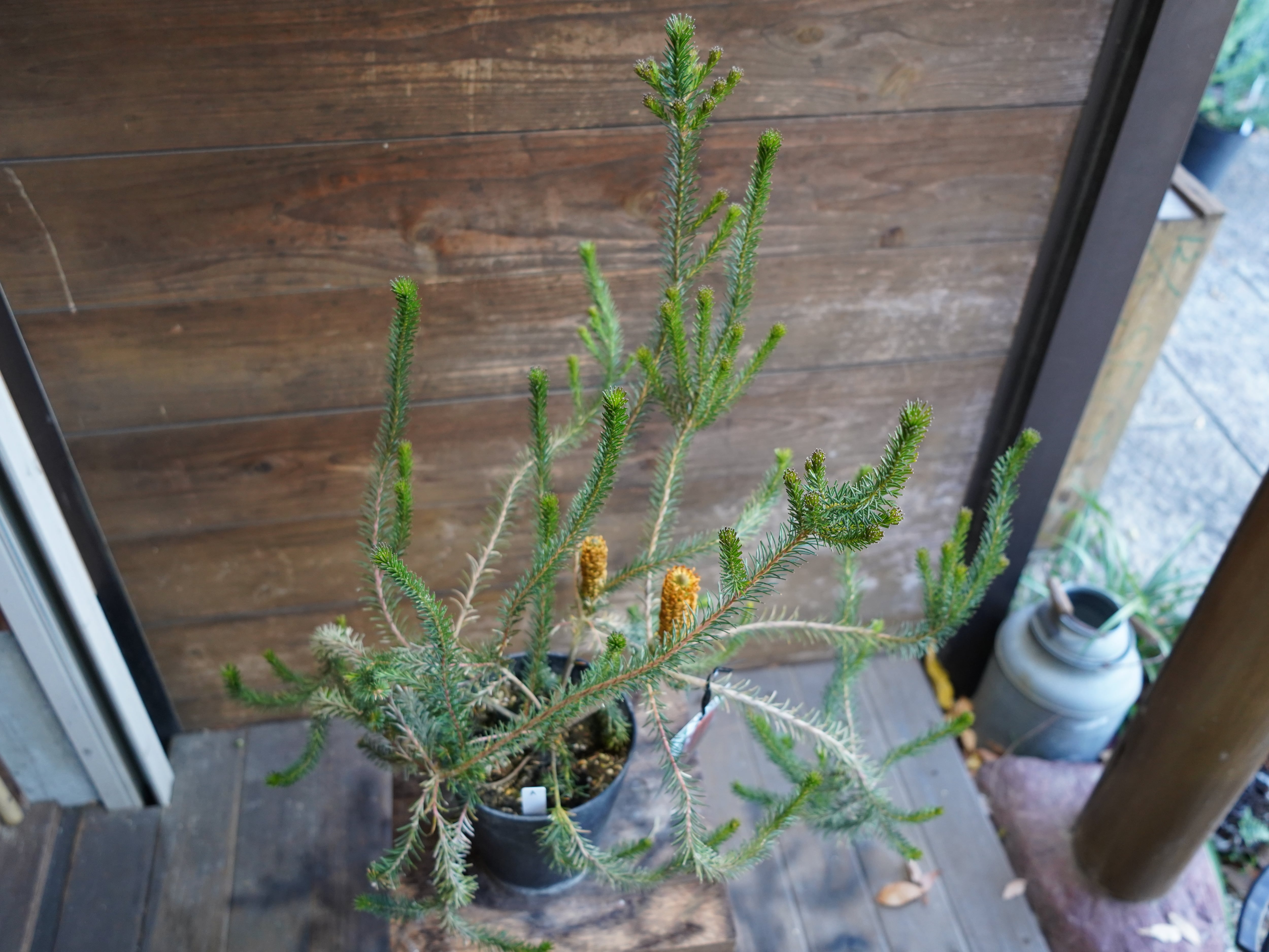 【現物】バンクシア　”リトルエリック”　A　